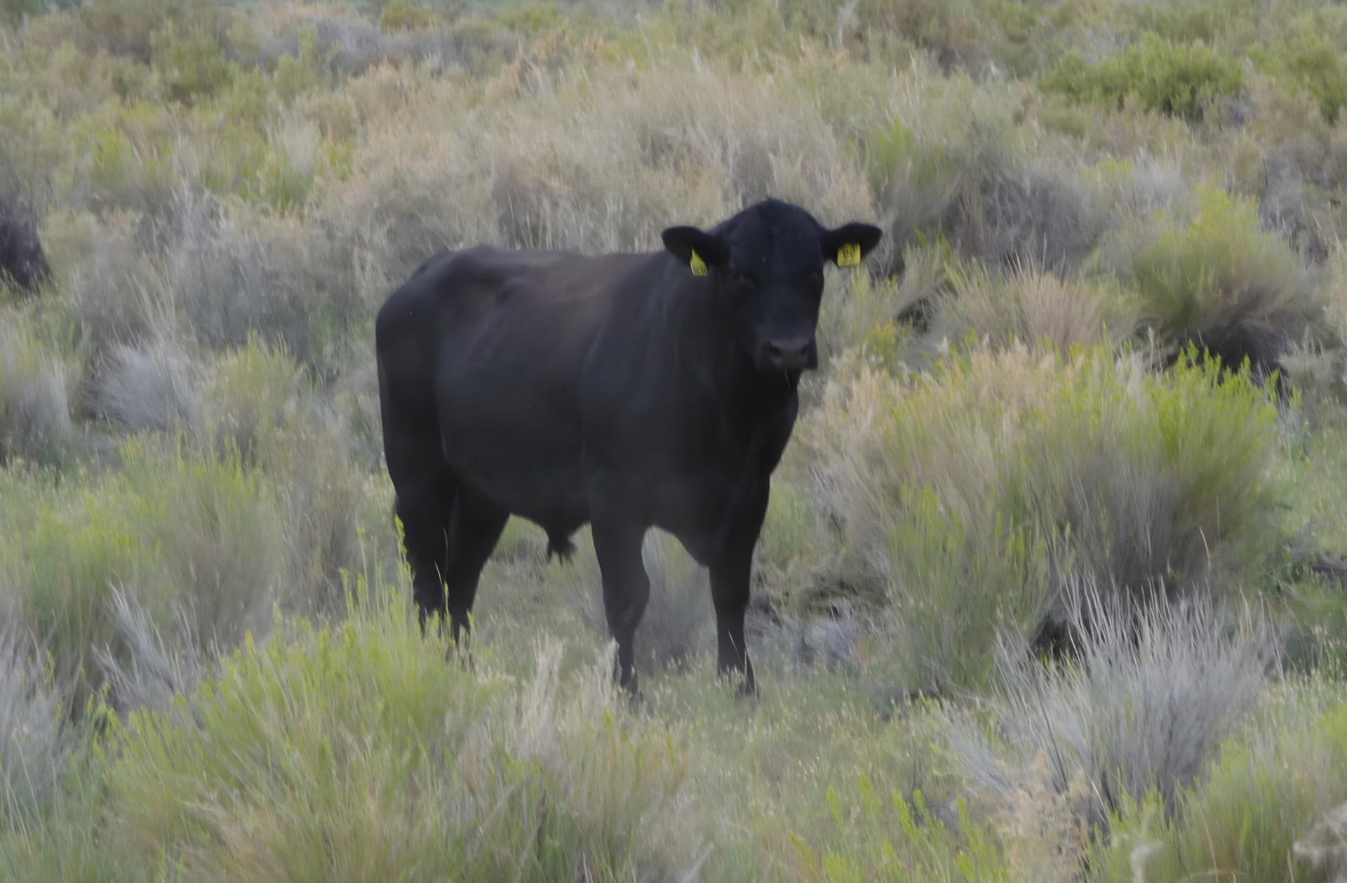 D20100828F1150384aism