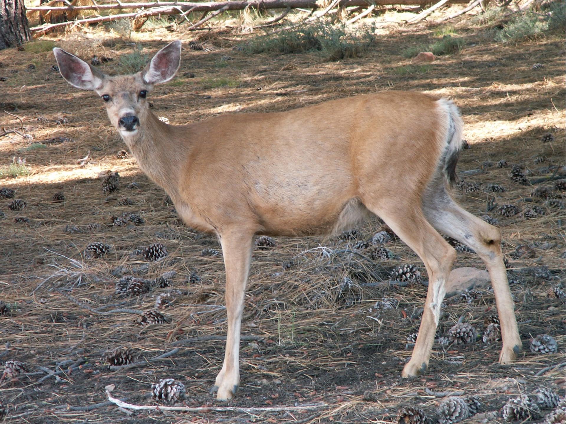 Im20050729mPICT0023sm