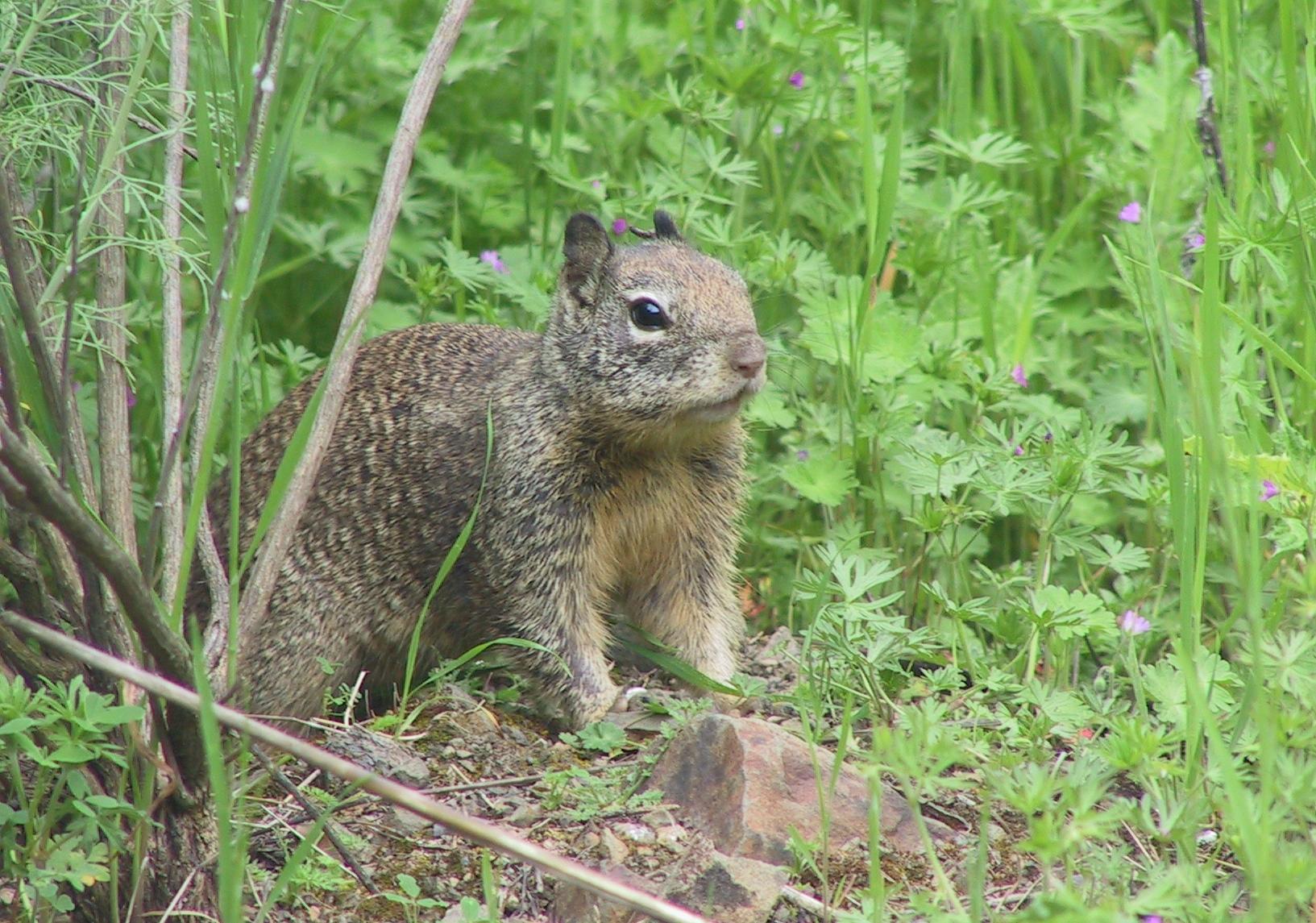 Im20060423dIMG09870sm