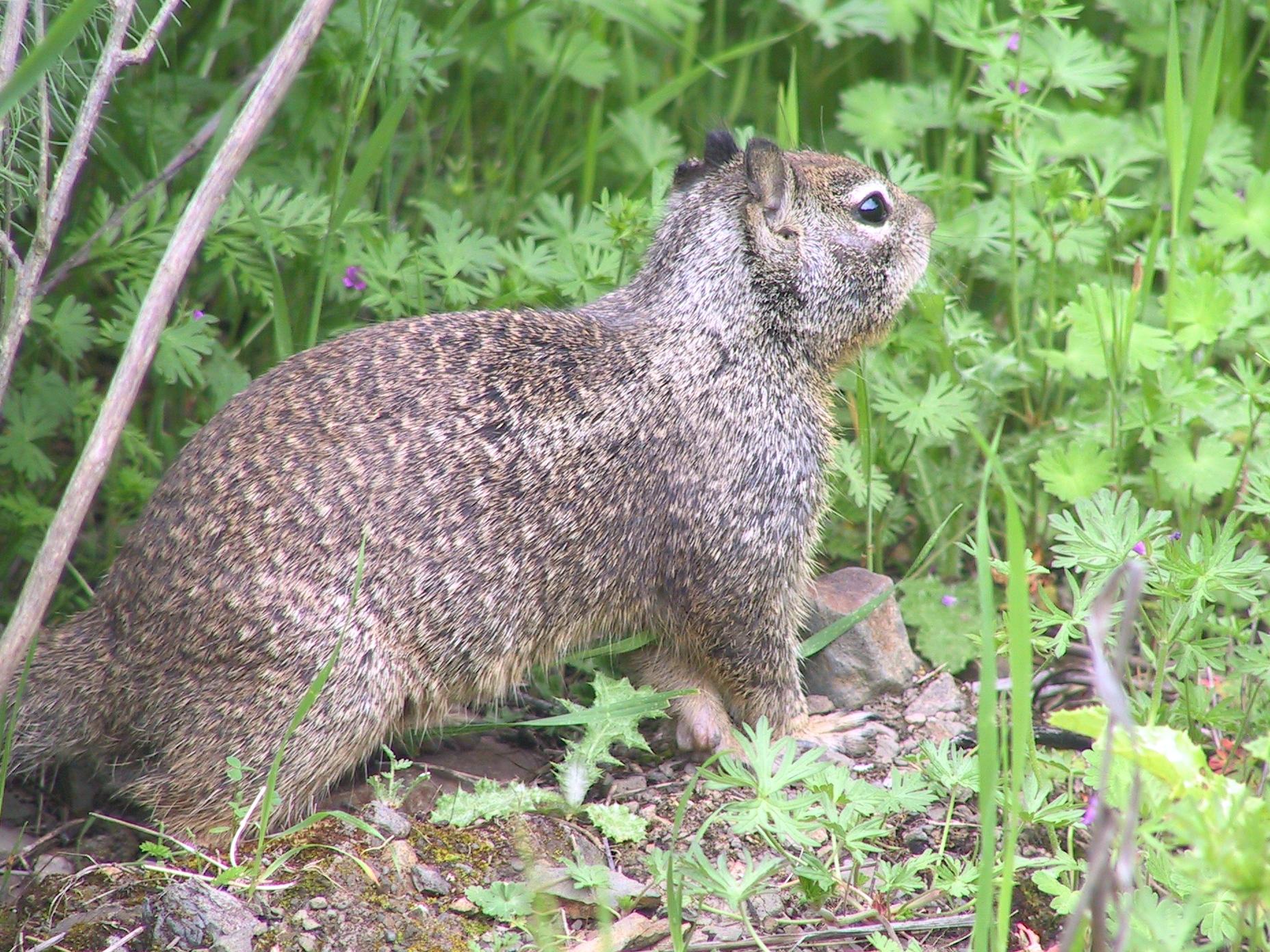 Im20060423dIMG09872sm