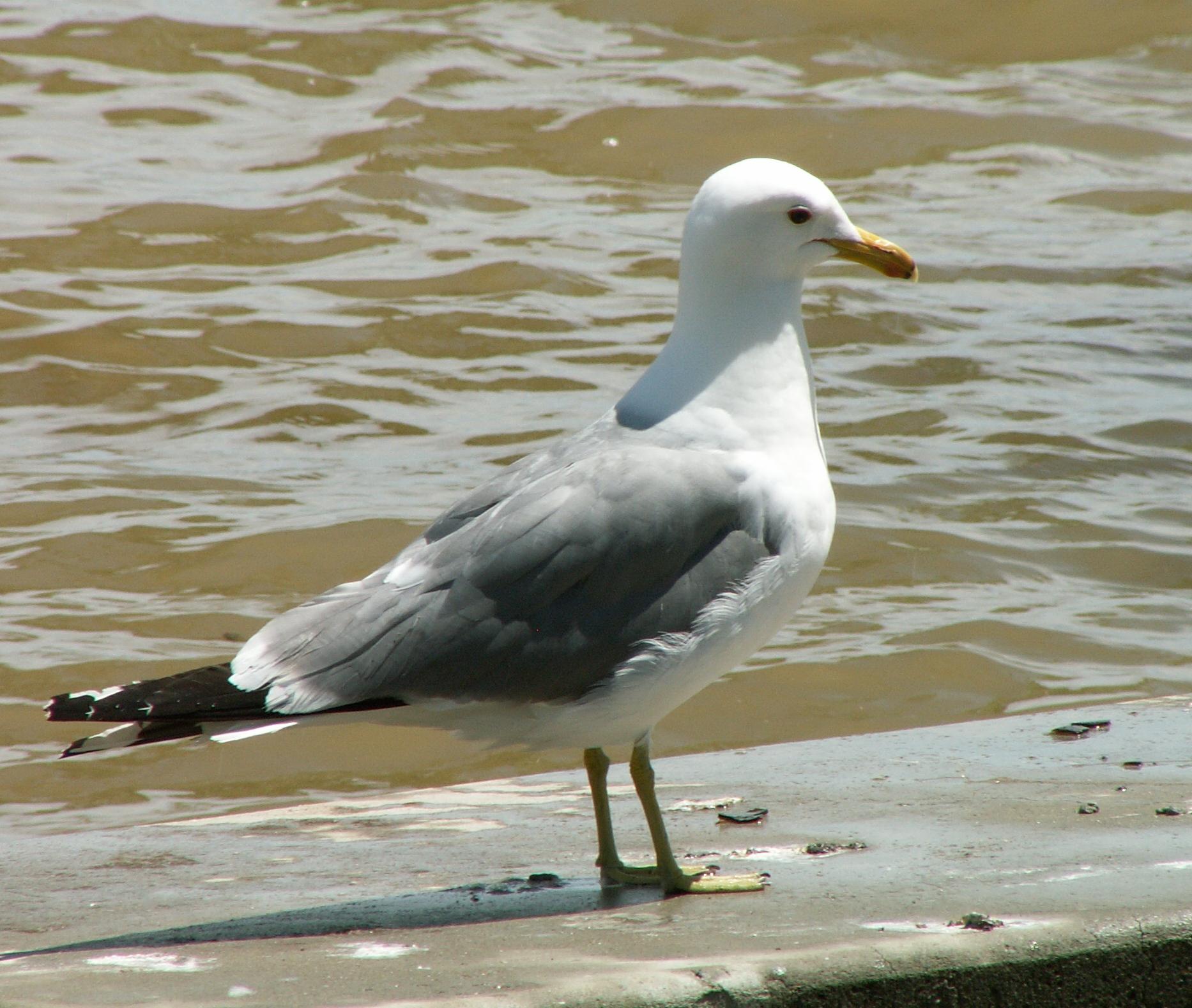 Im20060603mPICT4156sm