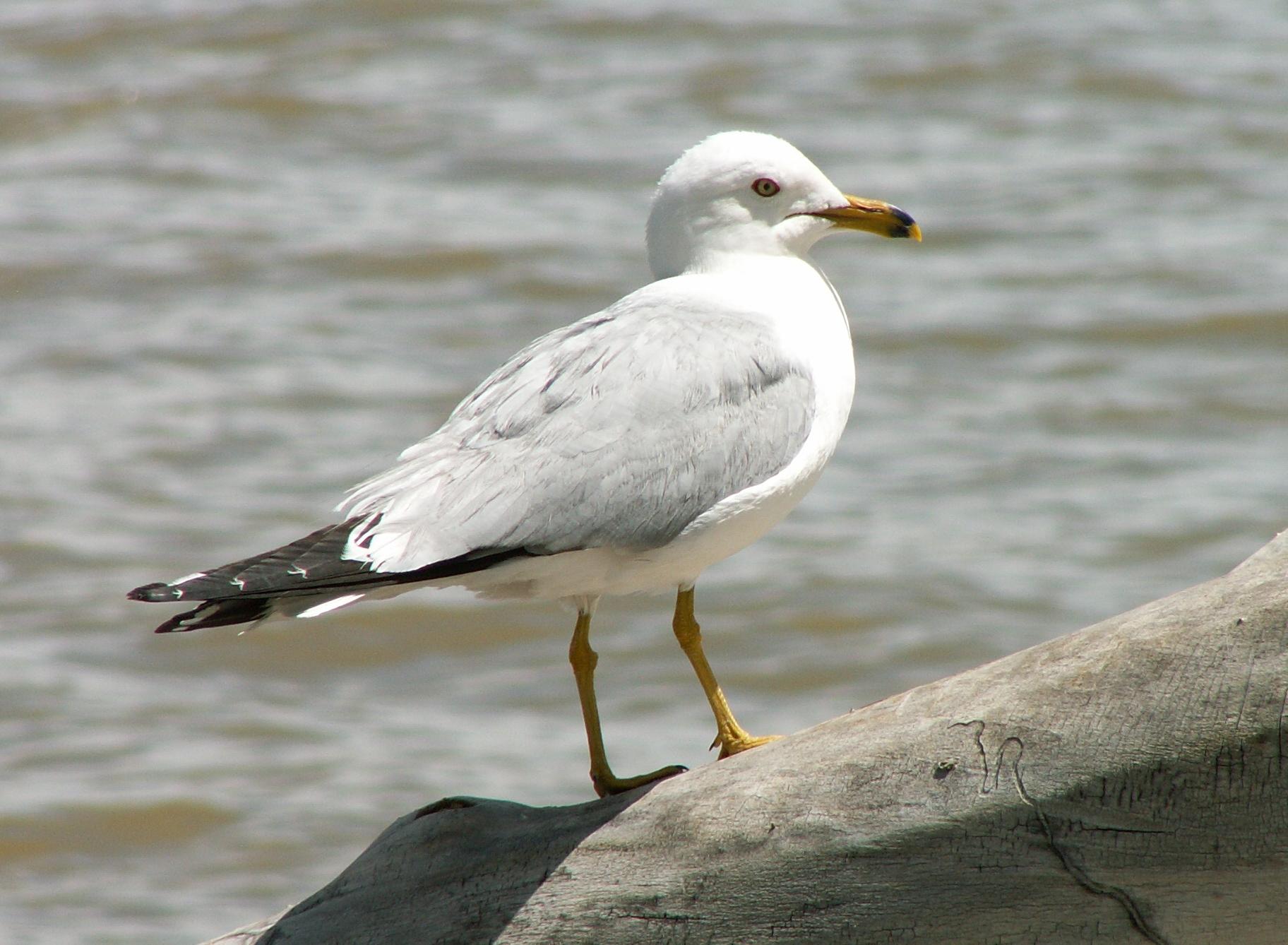 Im20060603mPICT4163sm