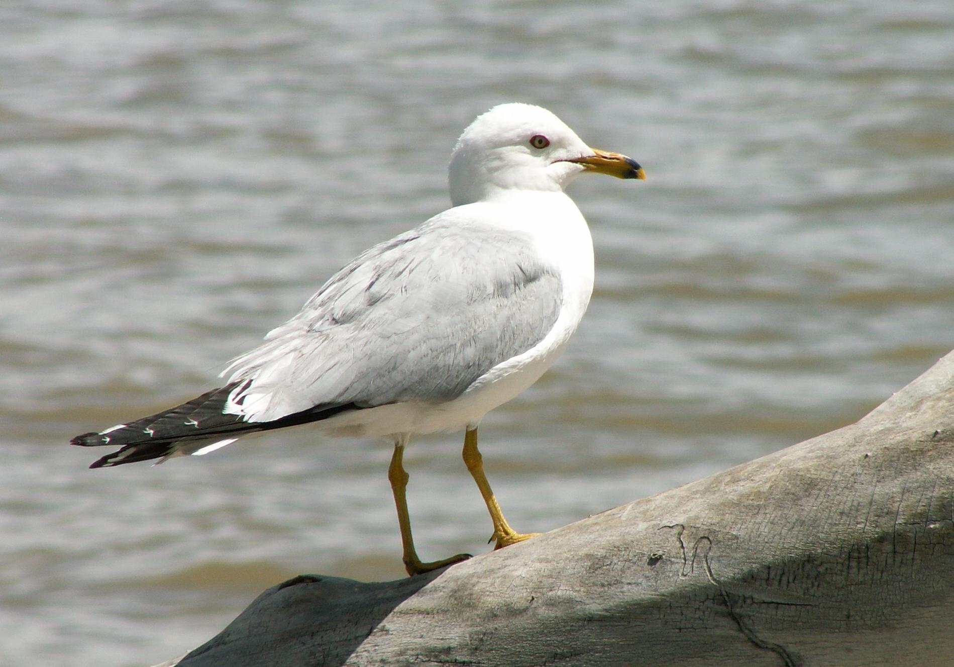 Im20060603mPICT4164sm