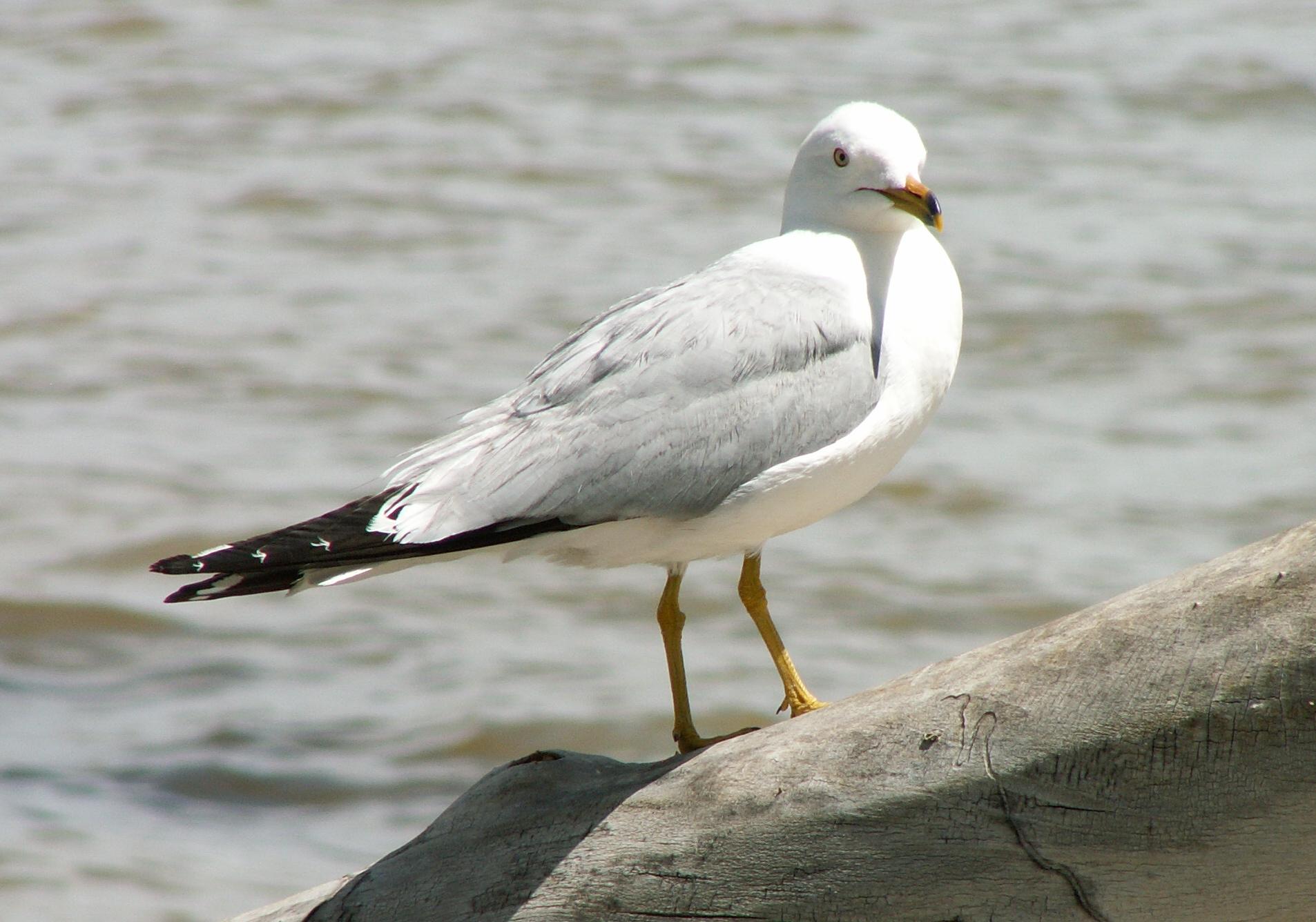 Im20060603mPICT4168sm