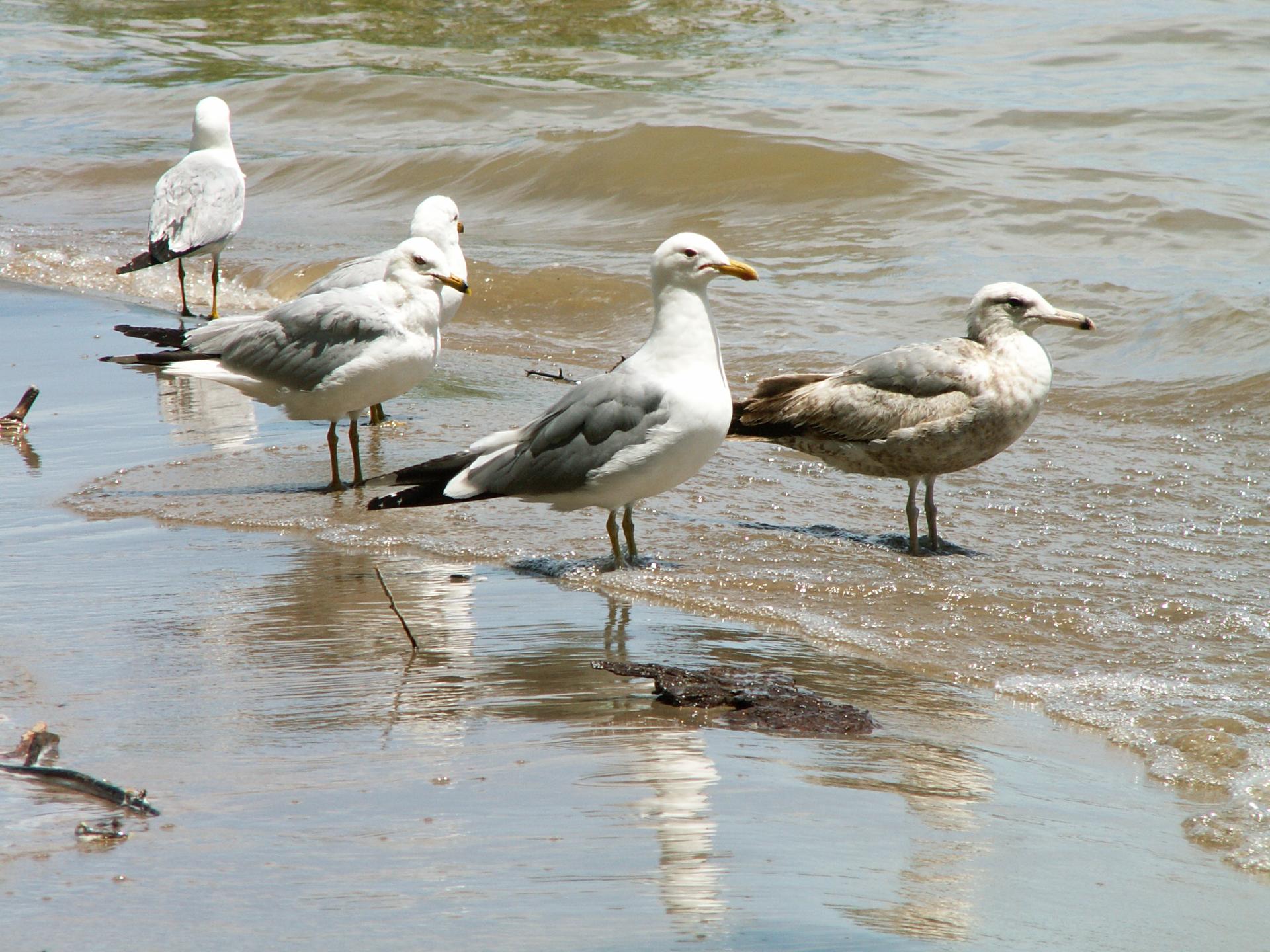 Im20060603mPICT4213sm