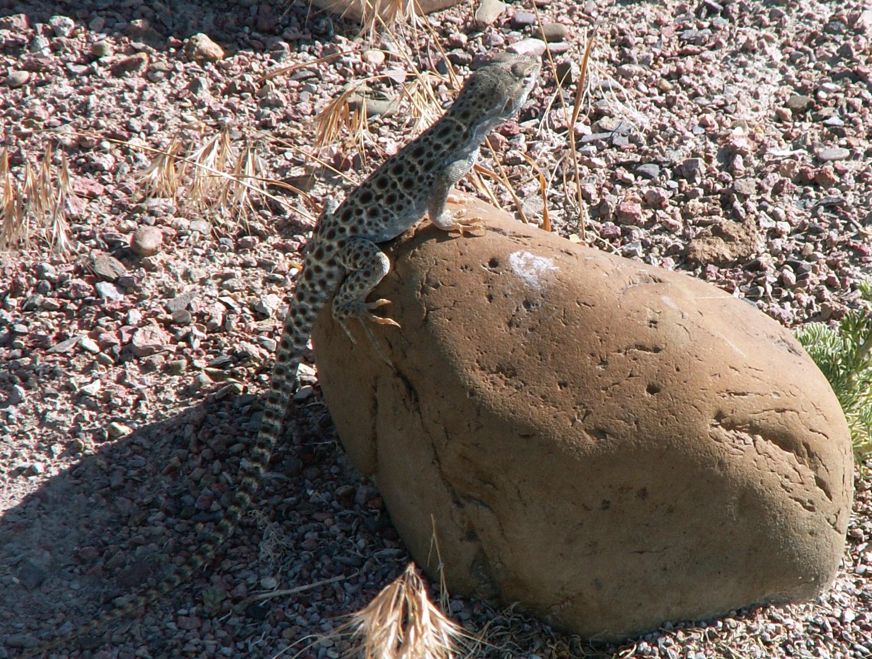 Im20060603mPICT4325sm