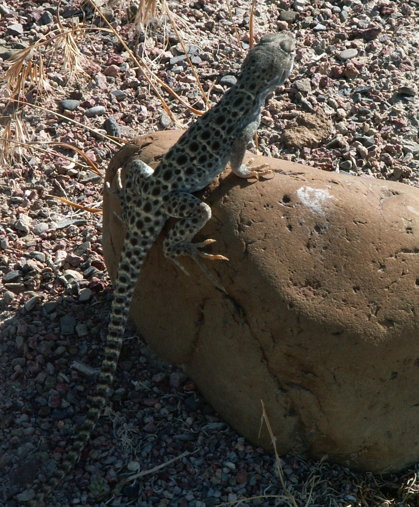 Im20060603mPICT4326sm