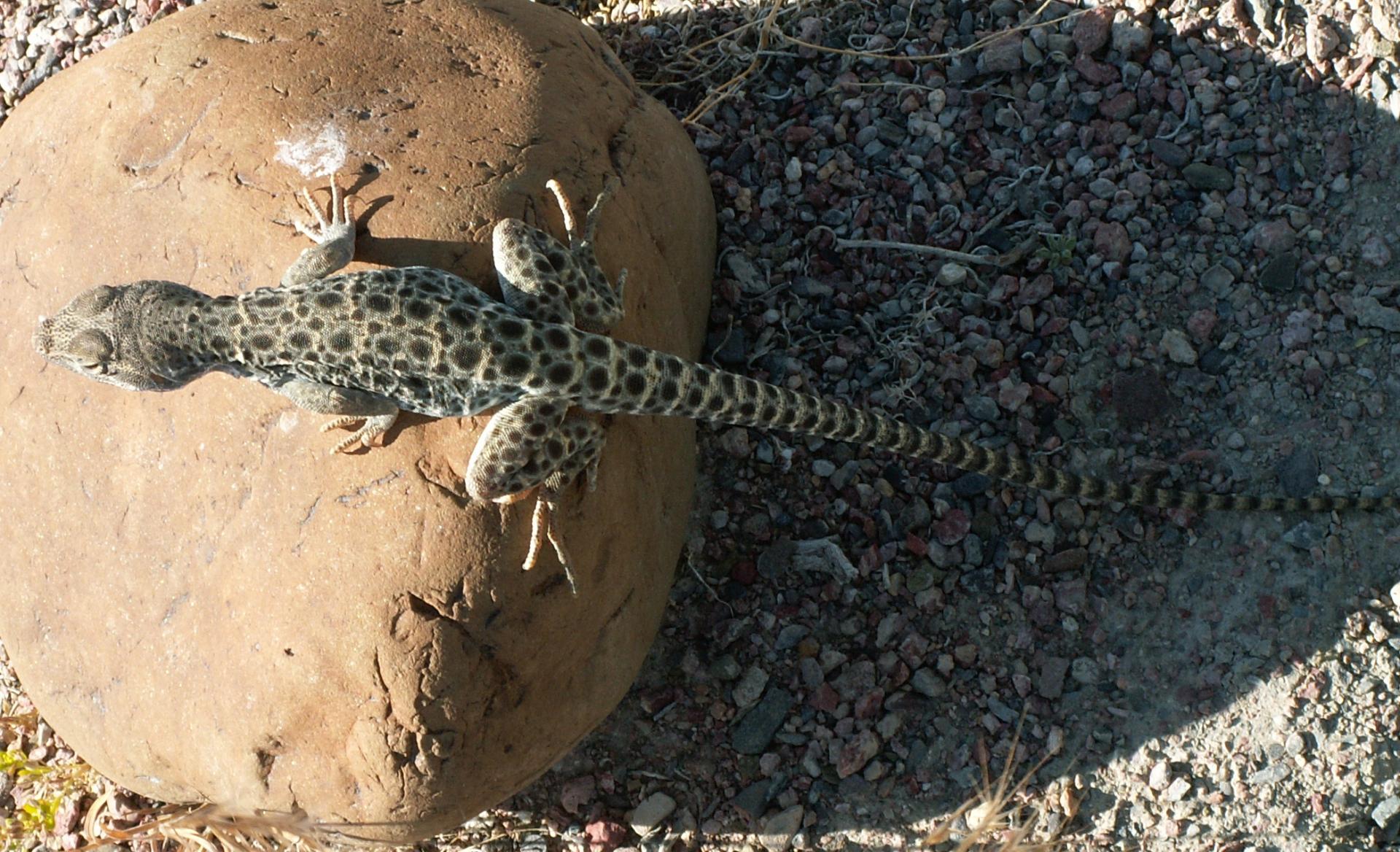 Im20060603mPICT4331sm