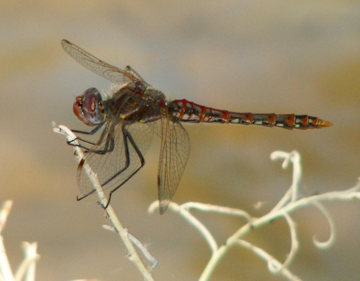 Im20060624mPICT4743sm