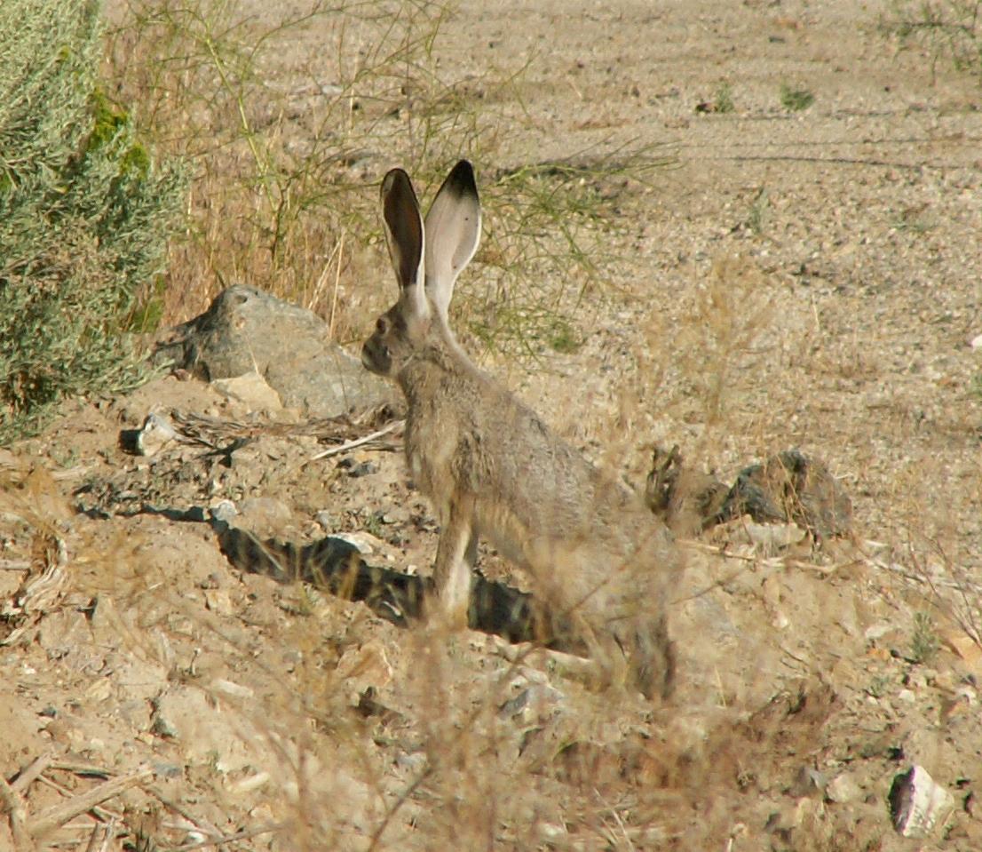 Im20060703mPICT4955sm