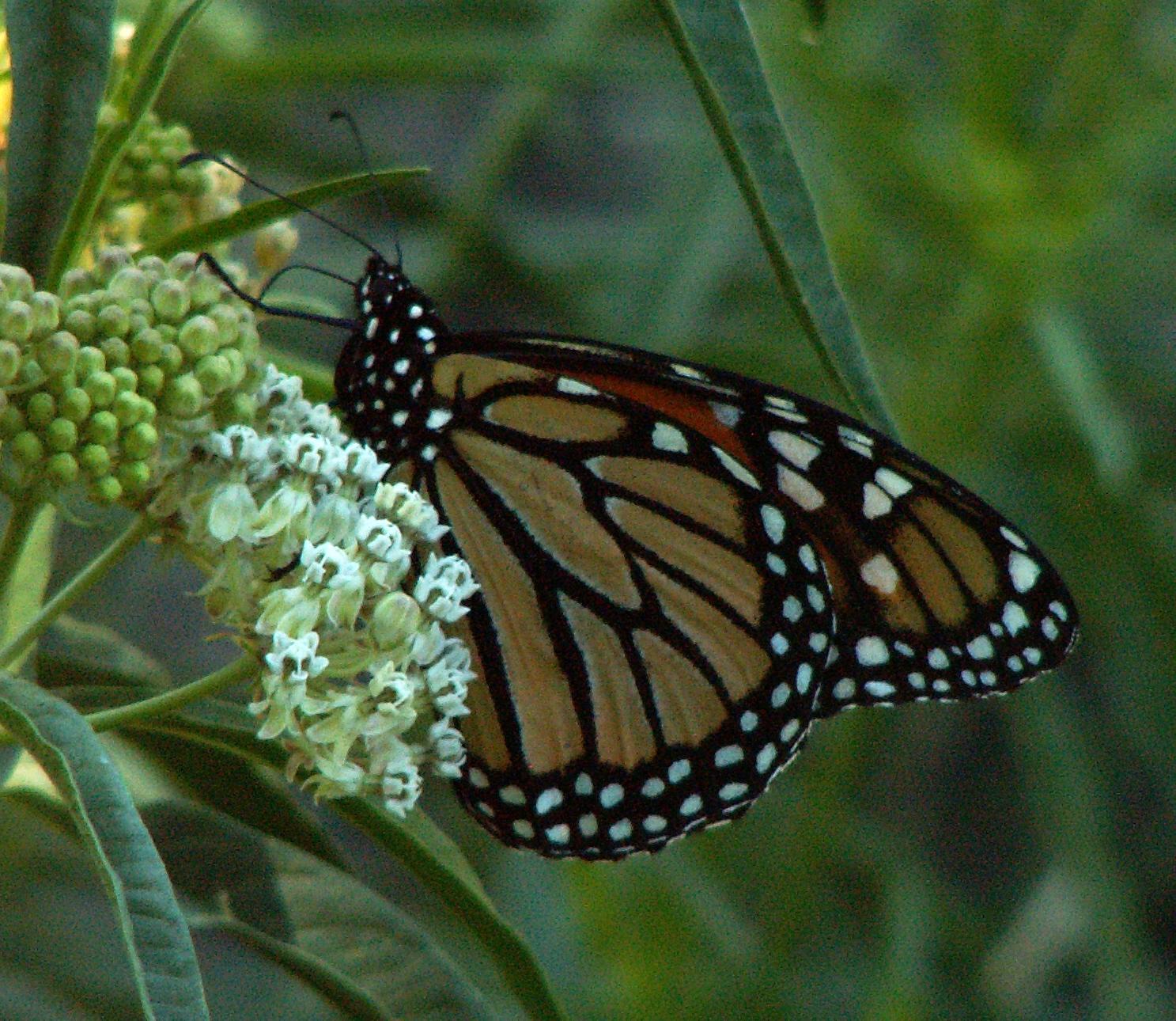 Im20060717mPICT5352sm