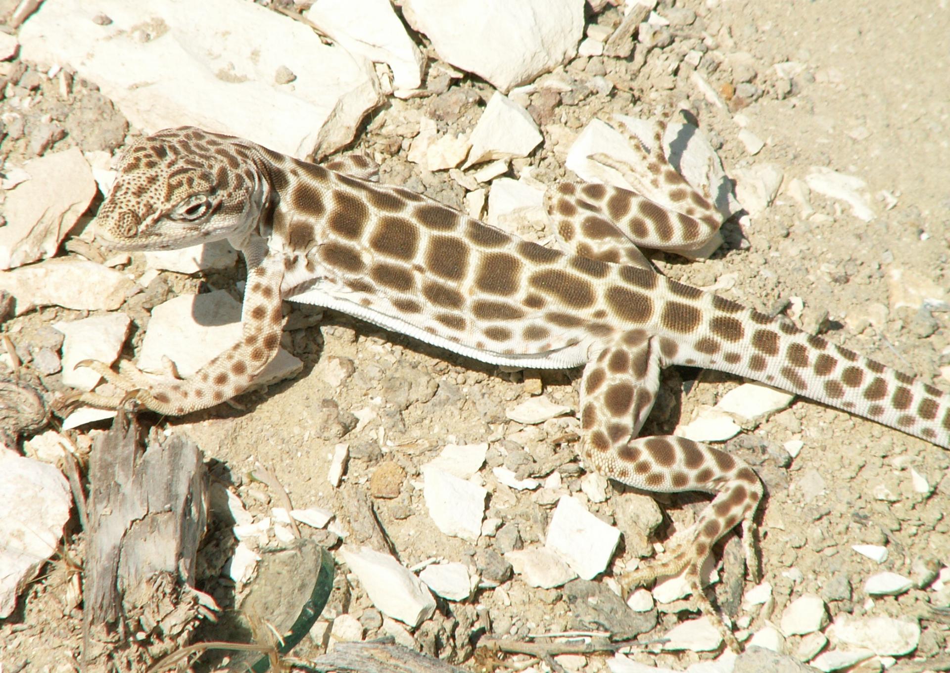 Im20060827m1PICT6508sm