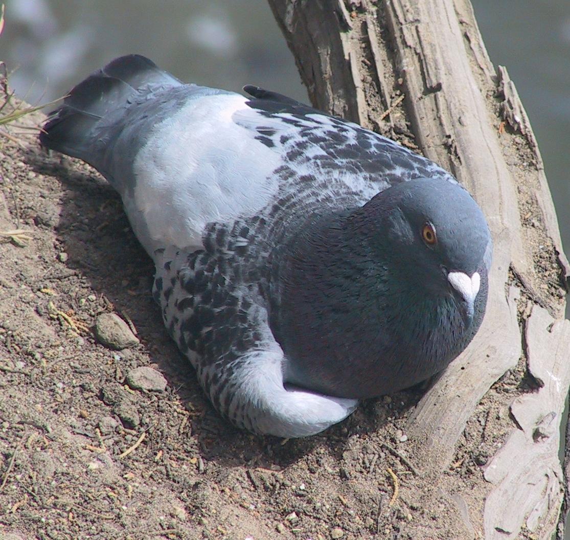 Im20070610dIMG0577sm