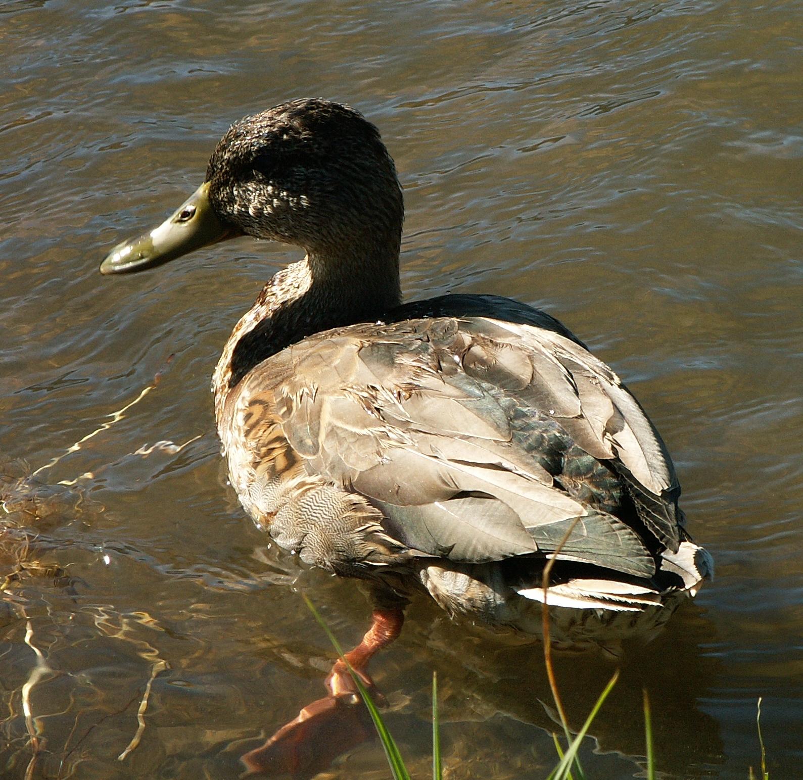 Im20070915mPICT0273sm