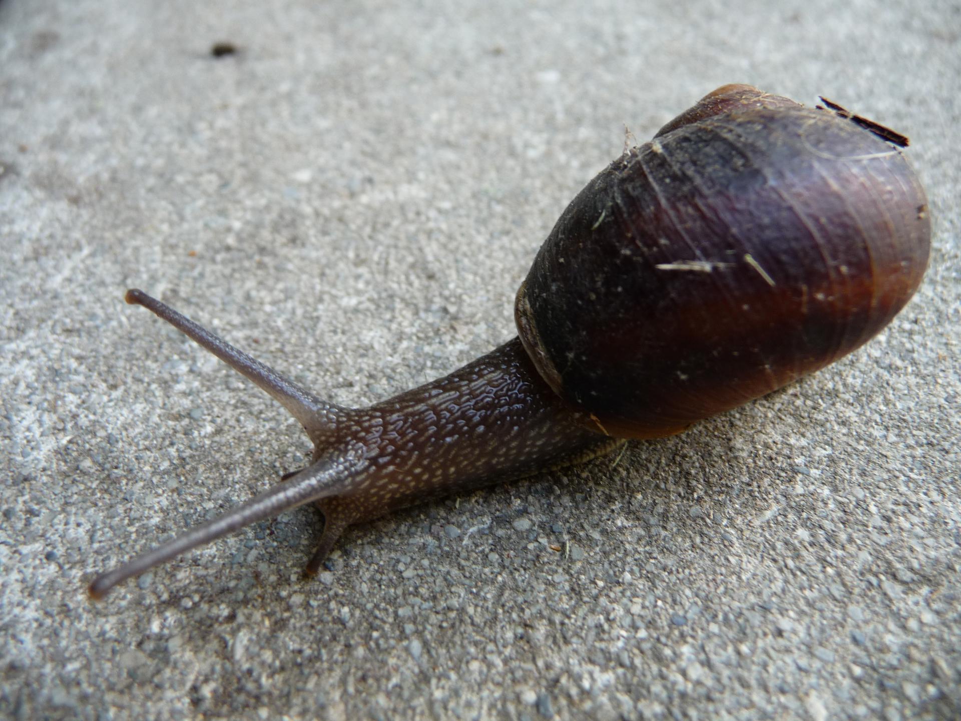 Im20090627pP1050268sm