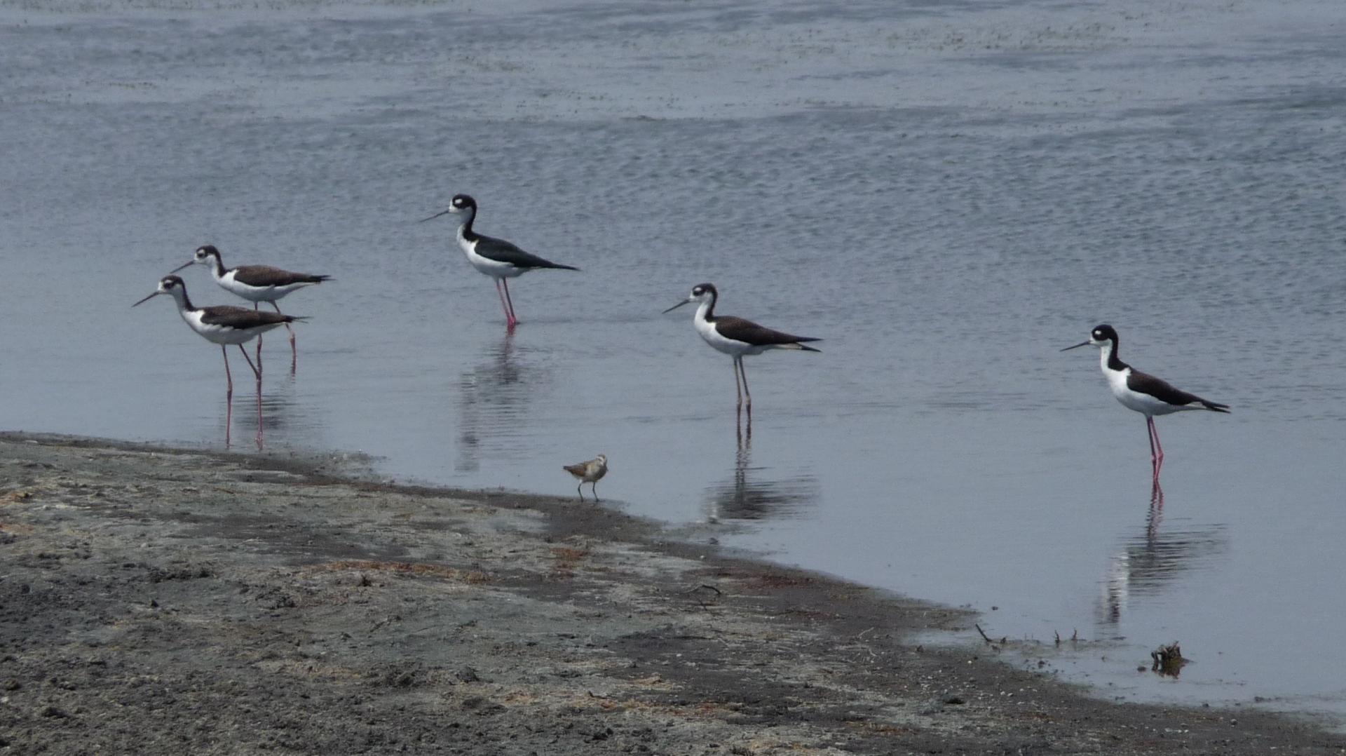 Im20090906pP1070246sm