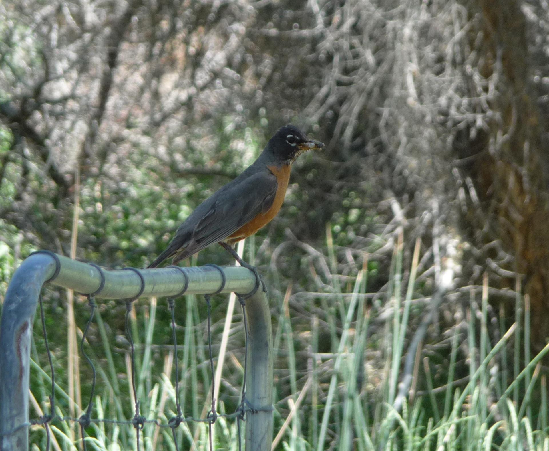 Im20100607pP1130773sm