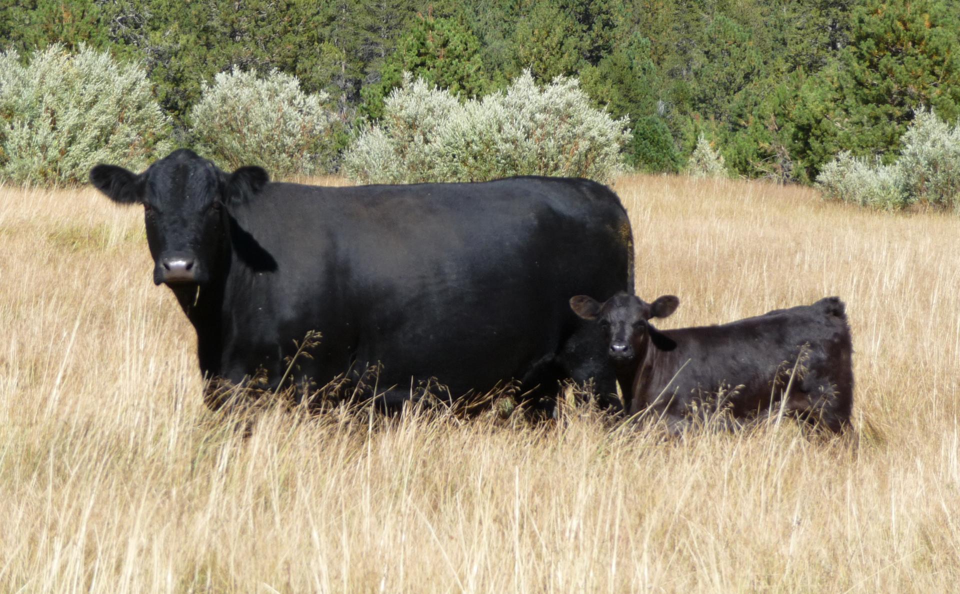 Im20100918pP1160776sm