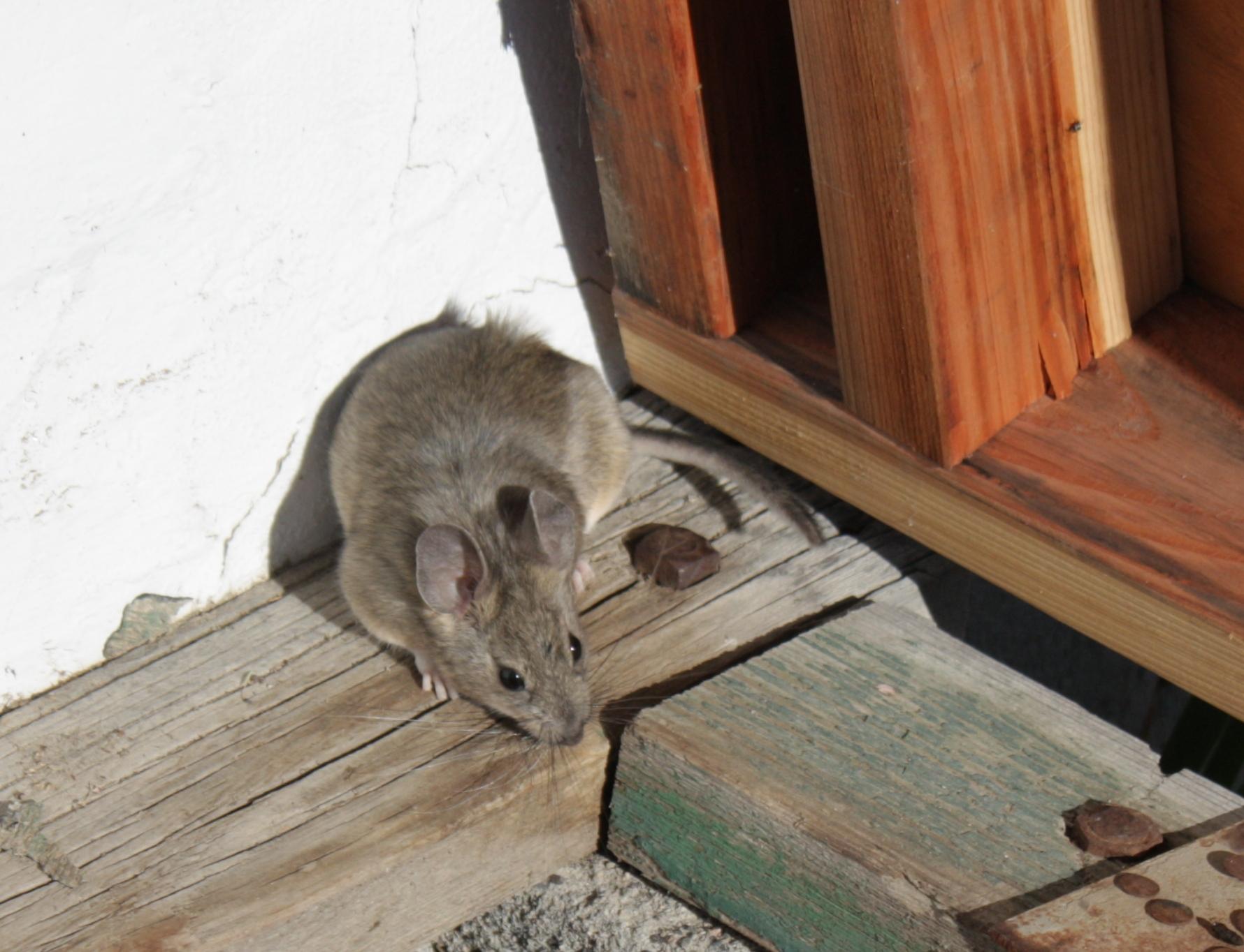 Im20110704crIMG3600sm