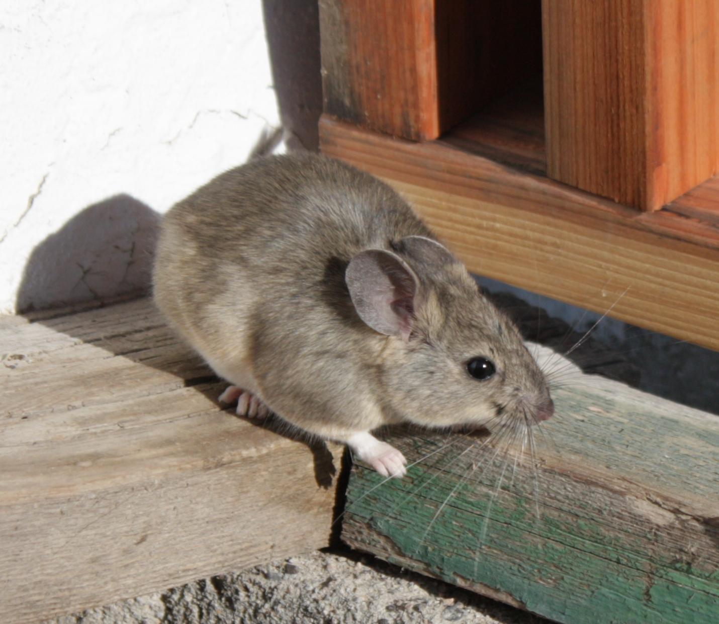 Im20110704crIMG3606sm