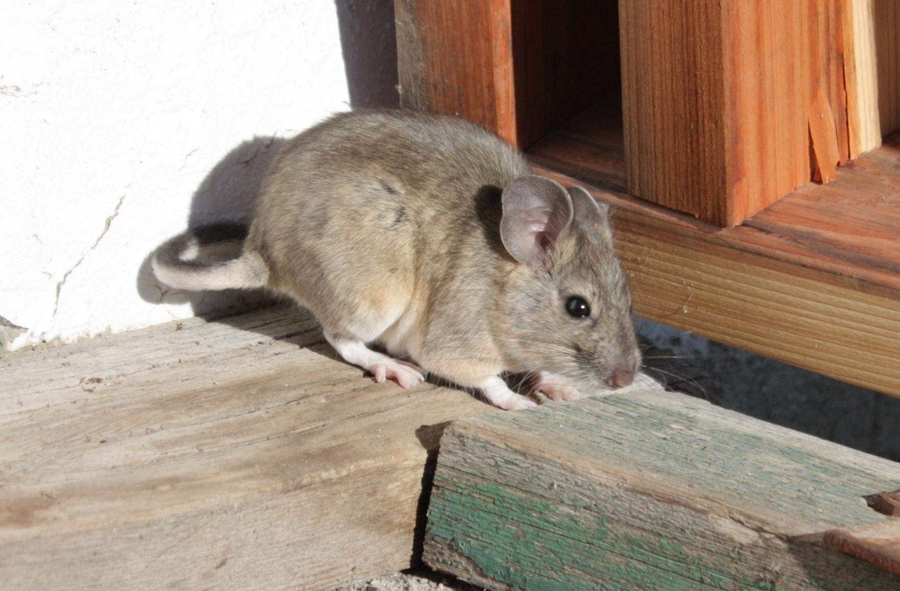 Im20110704crIMG3607sm