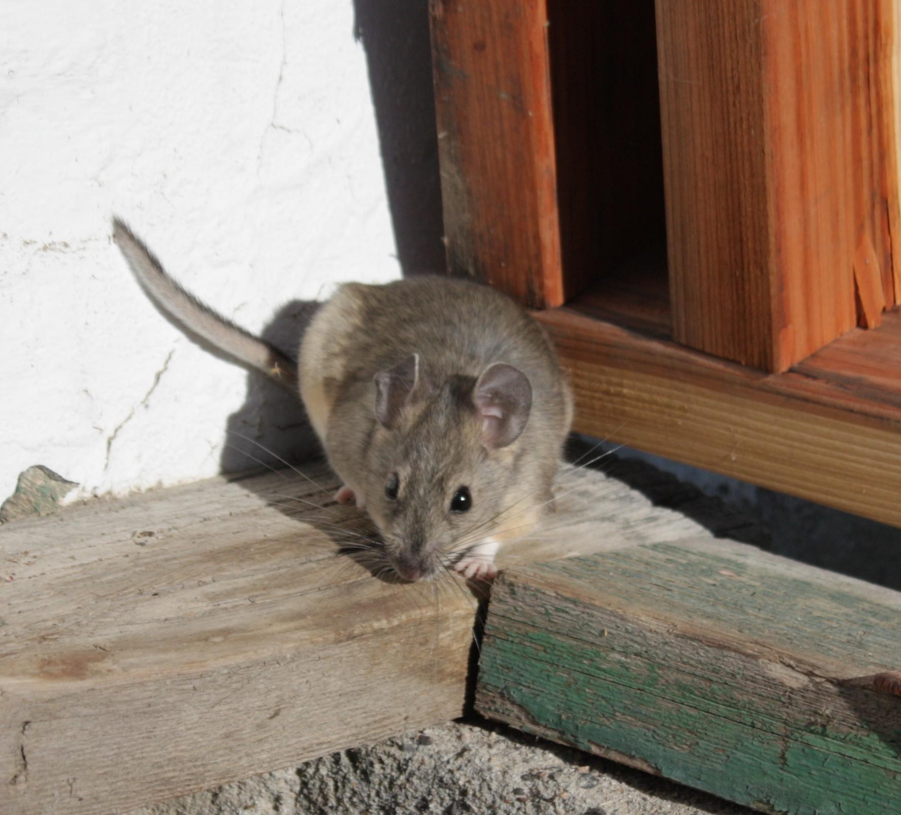 Im20110704crIMG3608sm