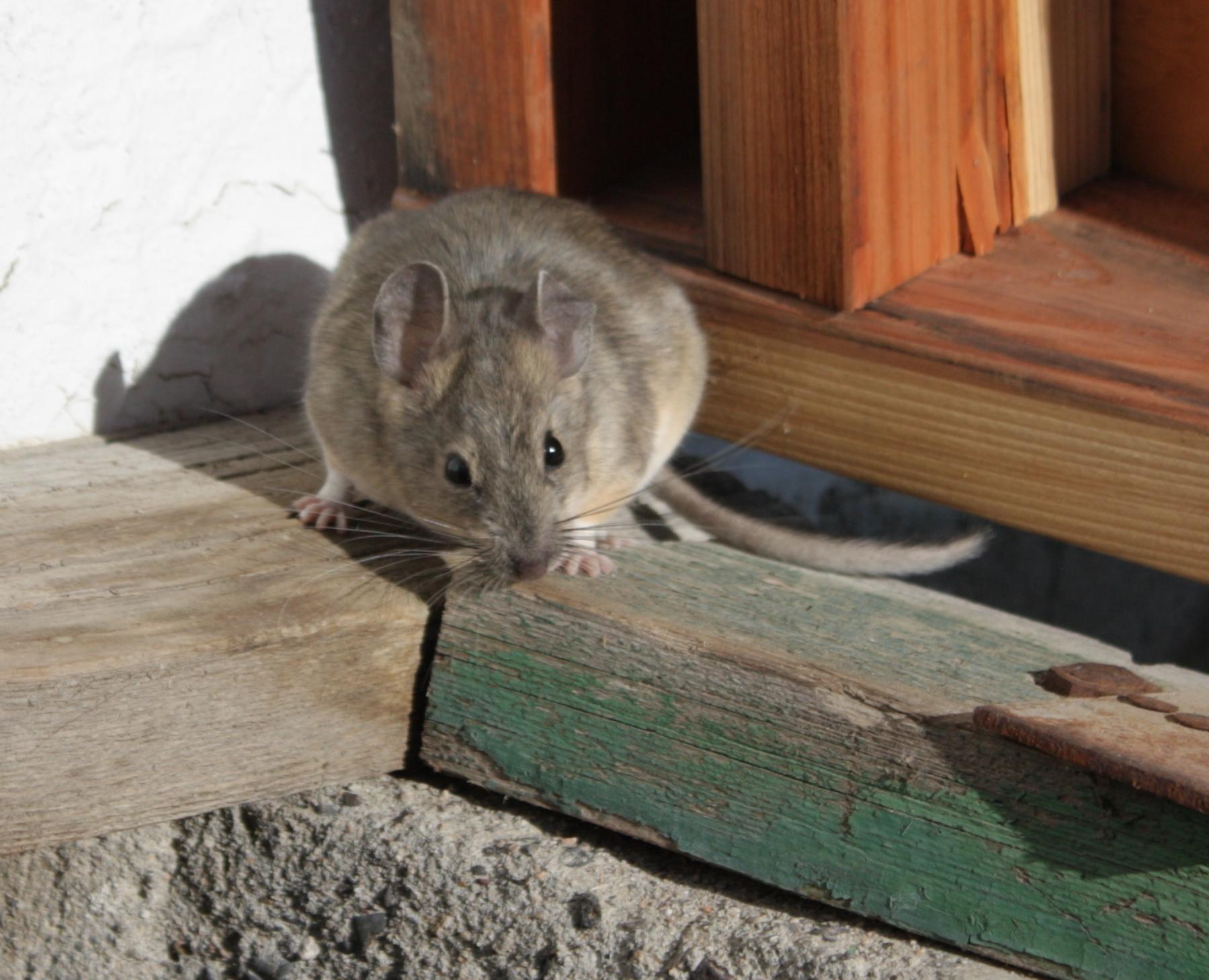 Im20110704crIMG3612sm