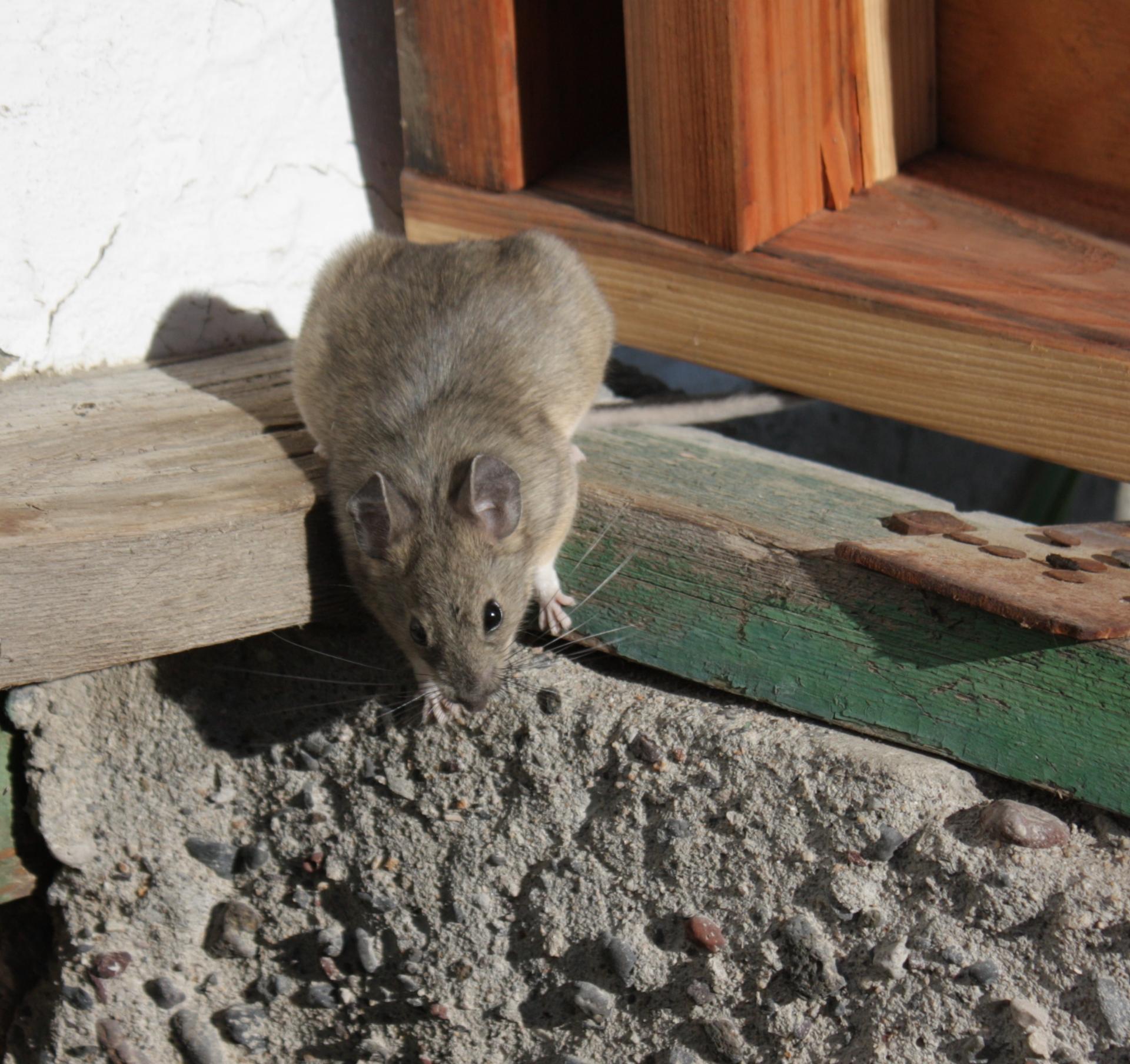 Im20110704crIMG3614sm