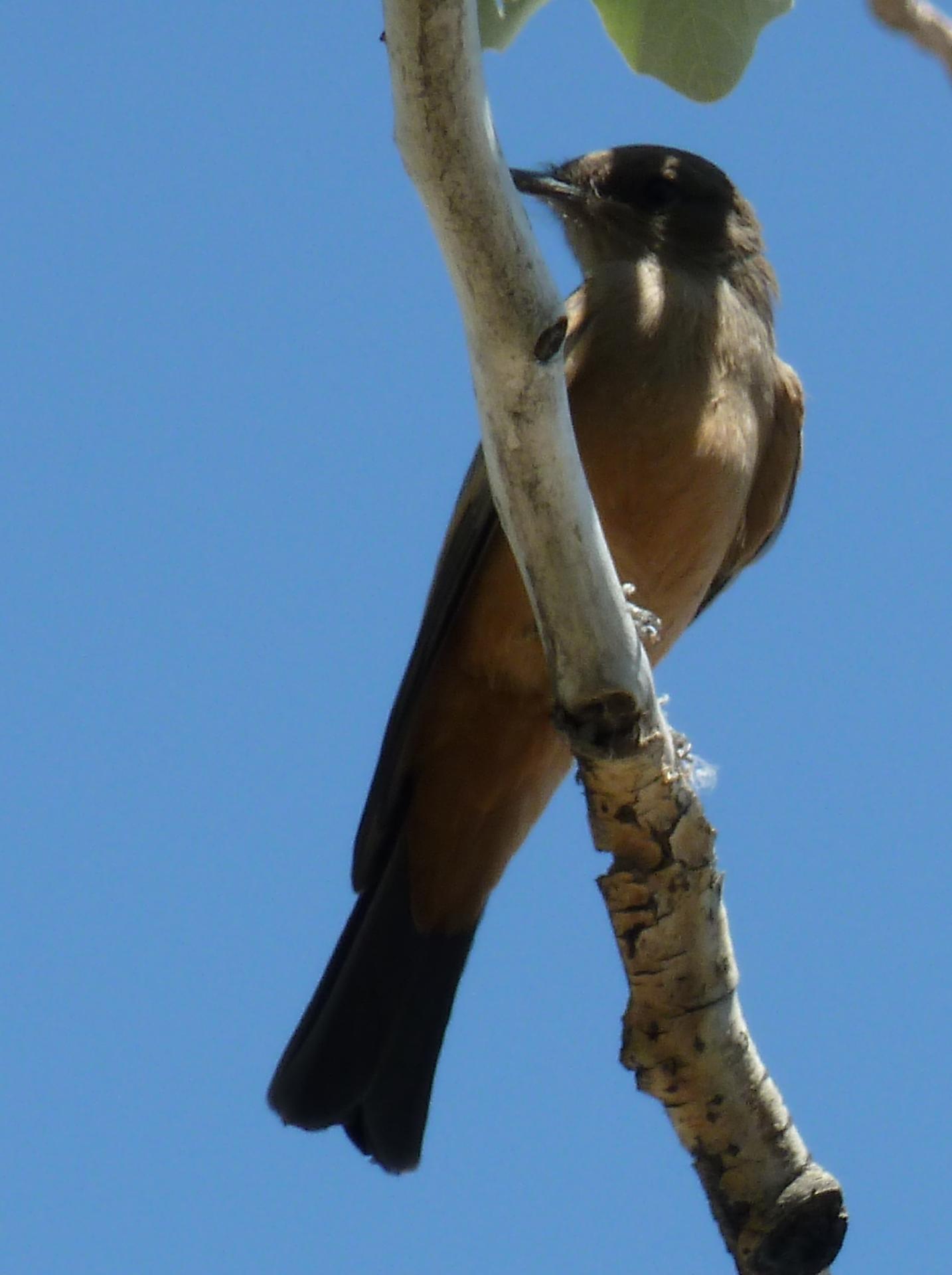 Im20110704pP1010845sm