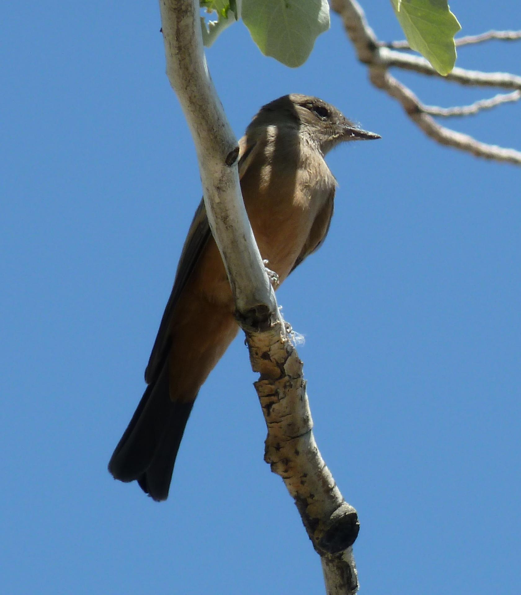 Im20110704pP1010846sm