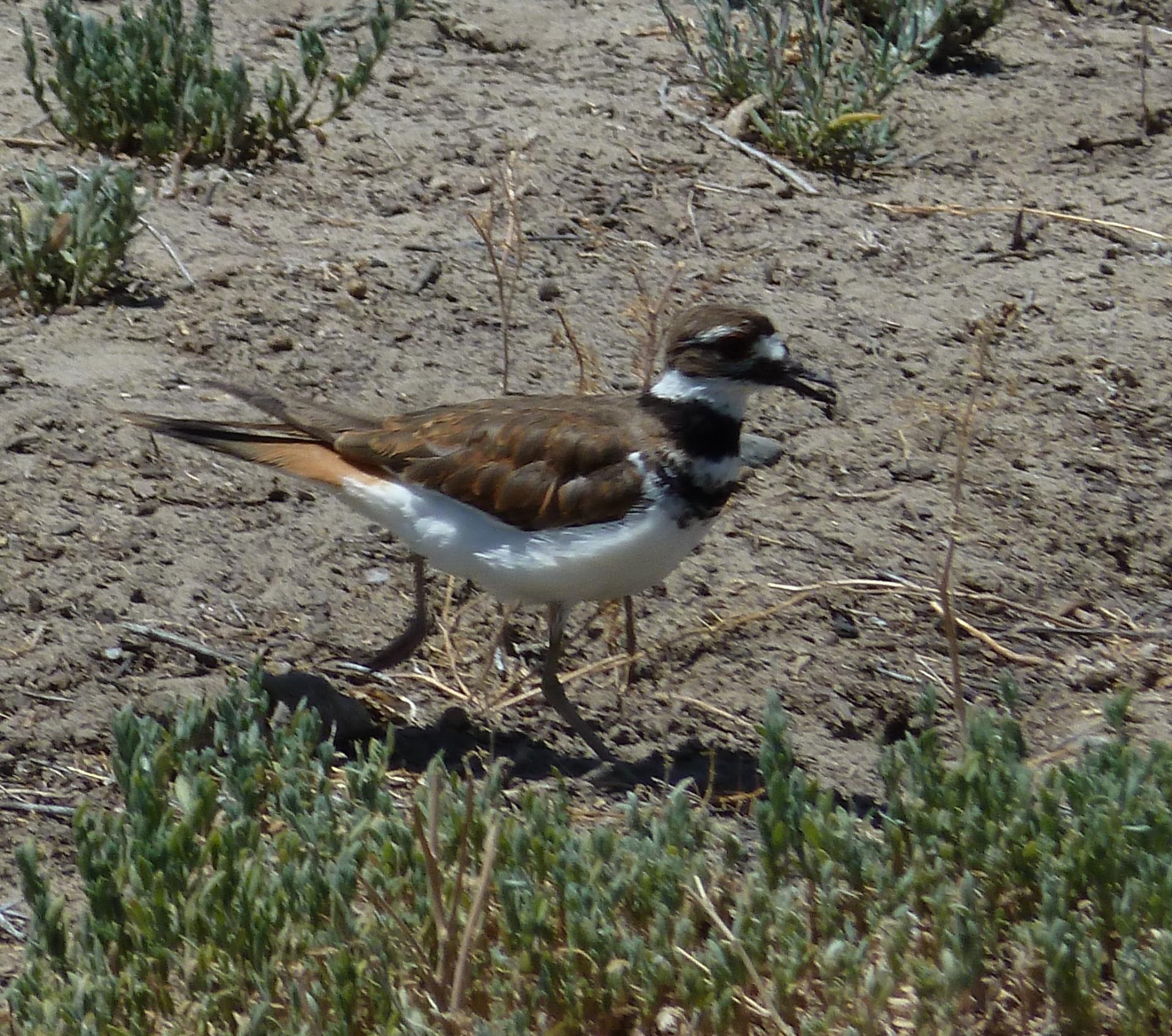 Im20110704pP1010848sm