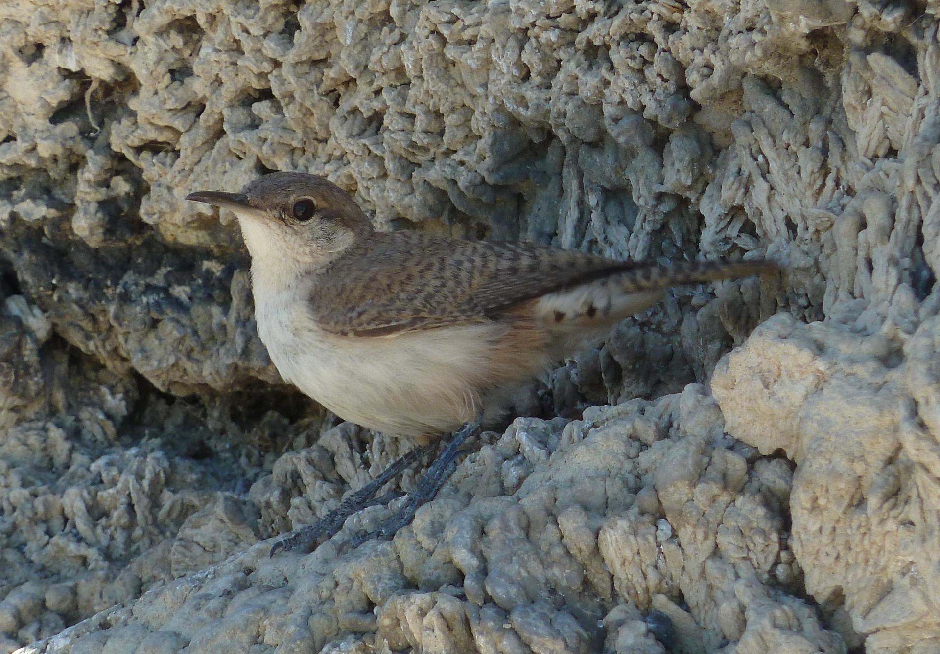 Im20110710pP1020006sm