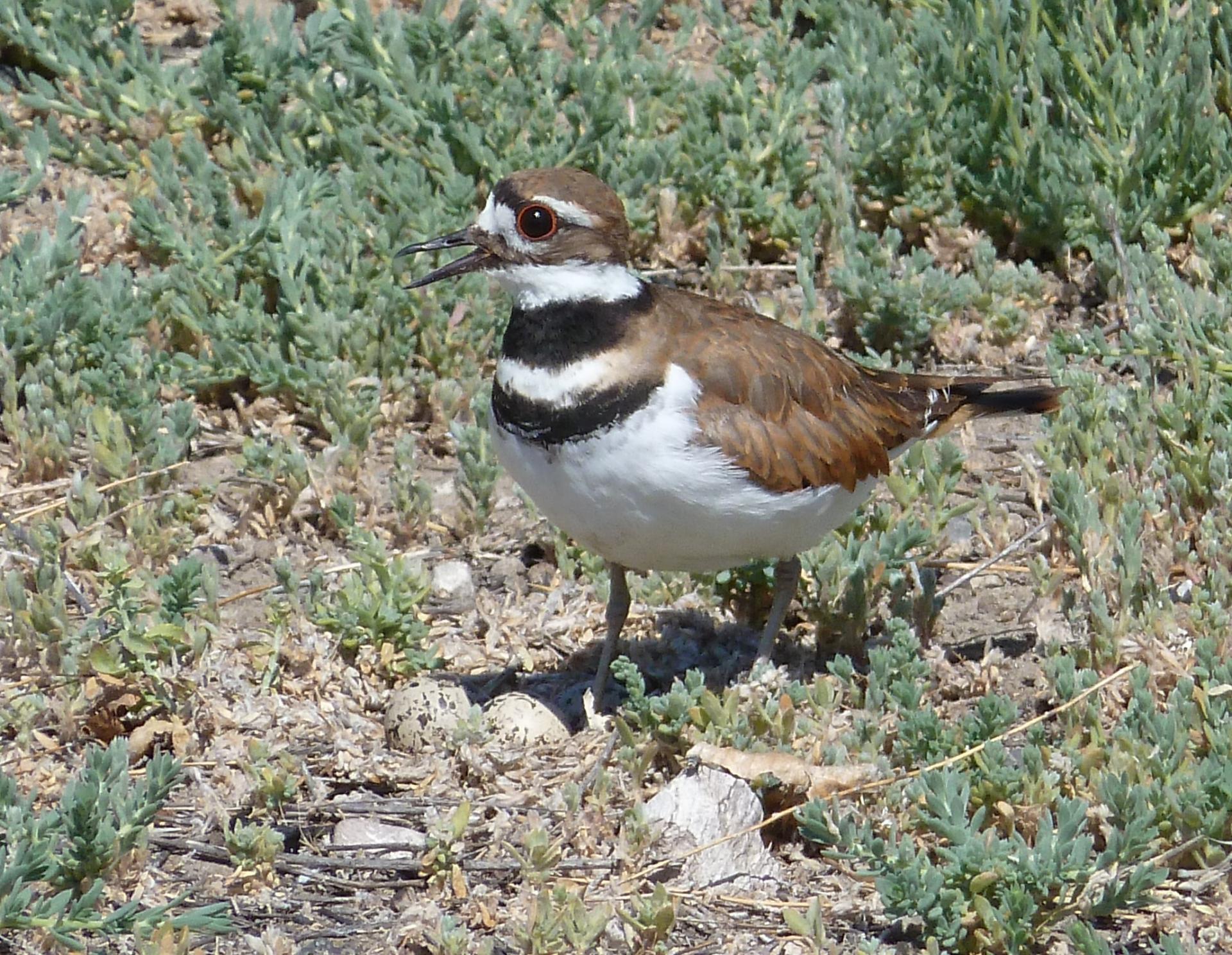 Im20110717pP1020158sm