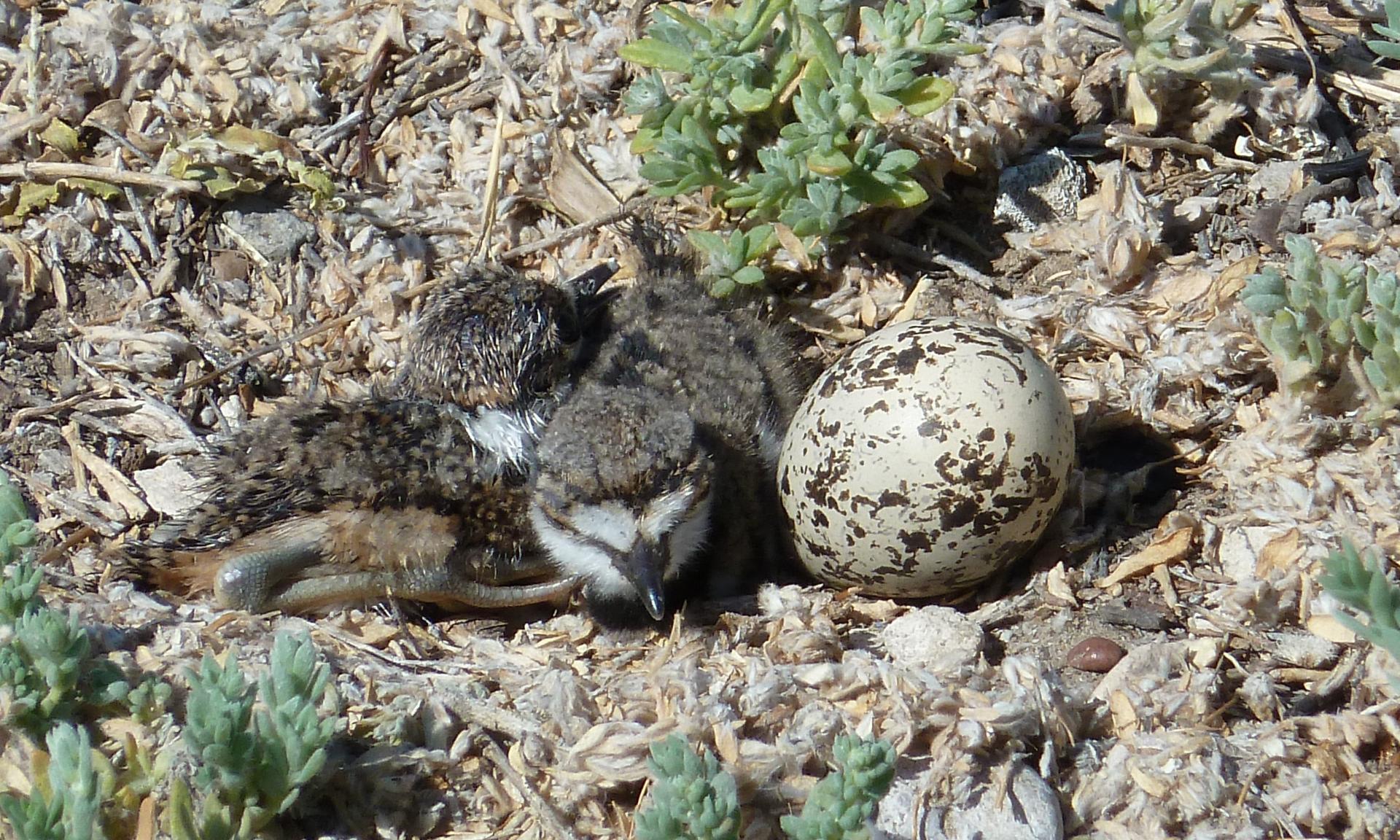 Im20110724pP1020257sm