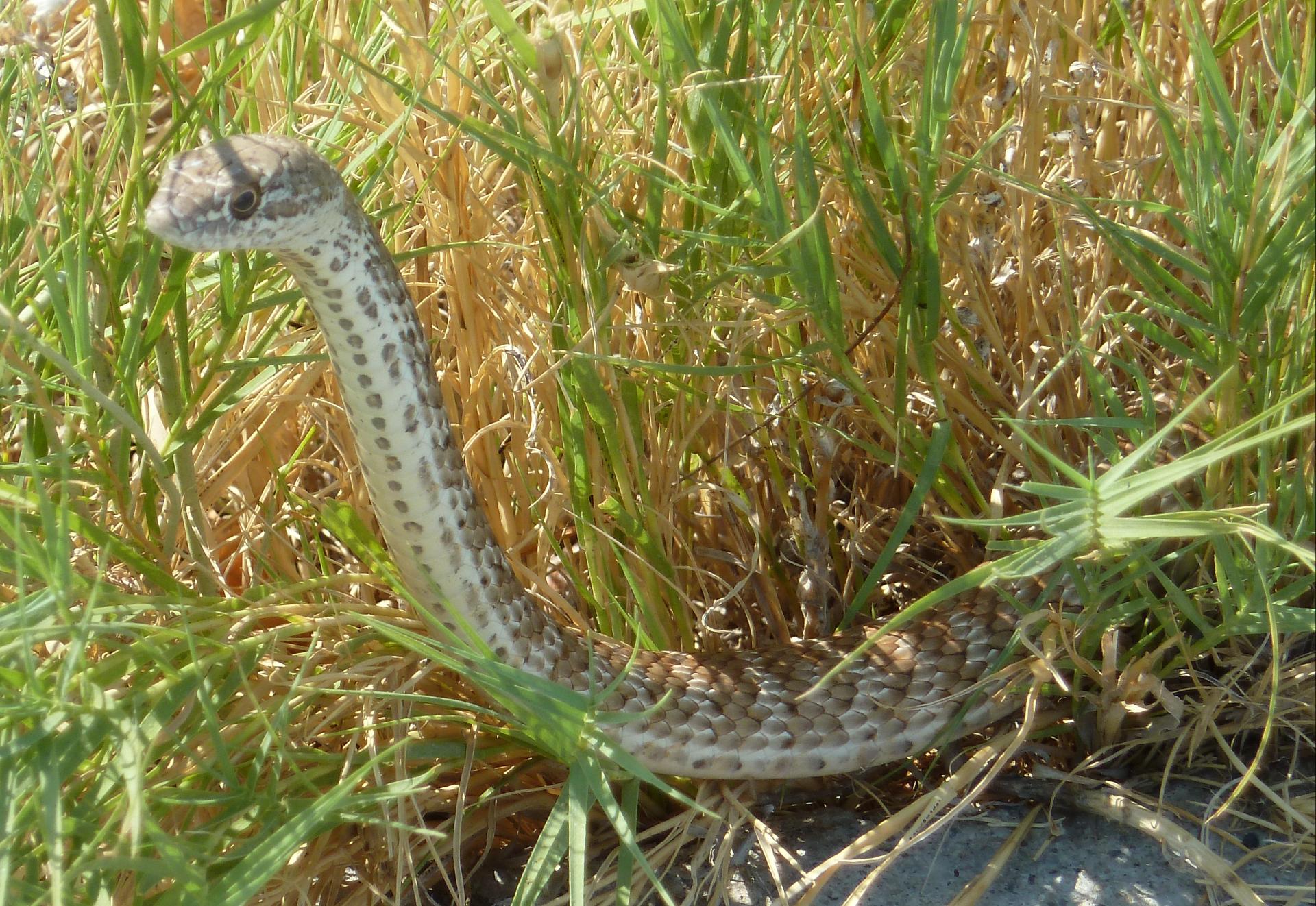 Im20110910pP1030085sm