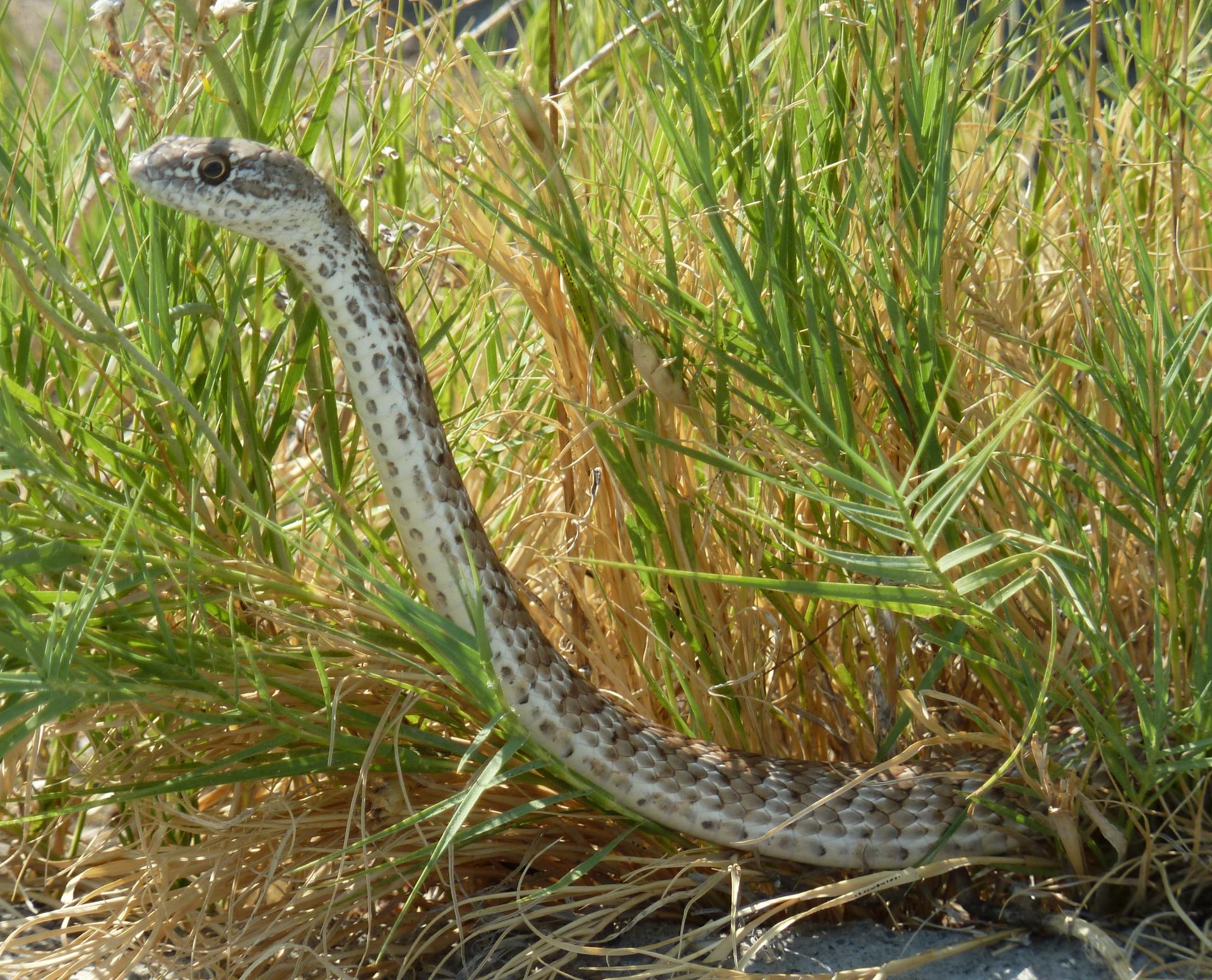 Im20110910pP1030086sm