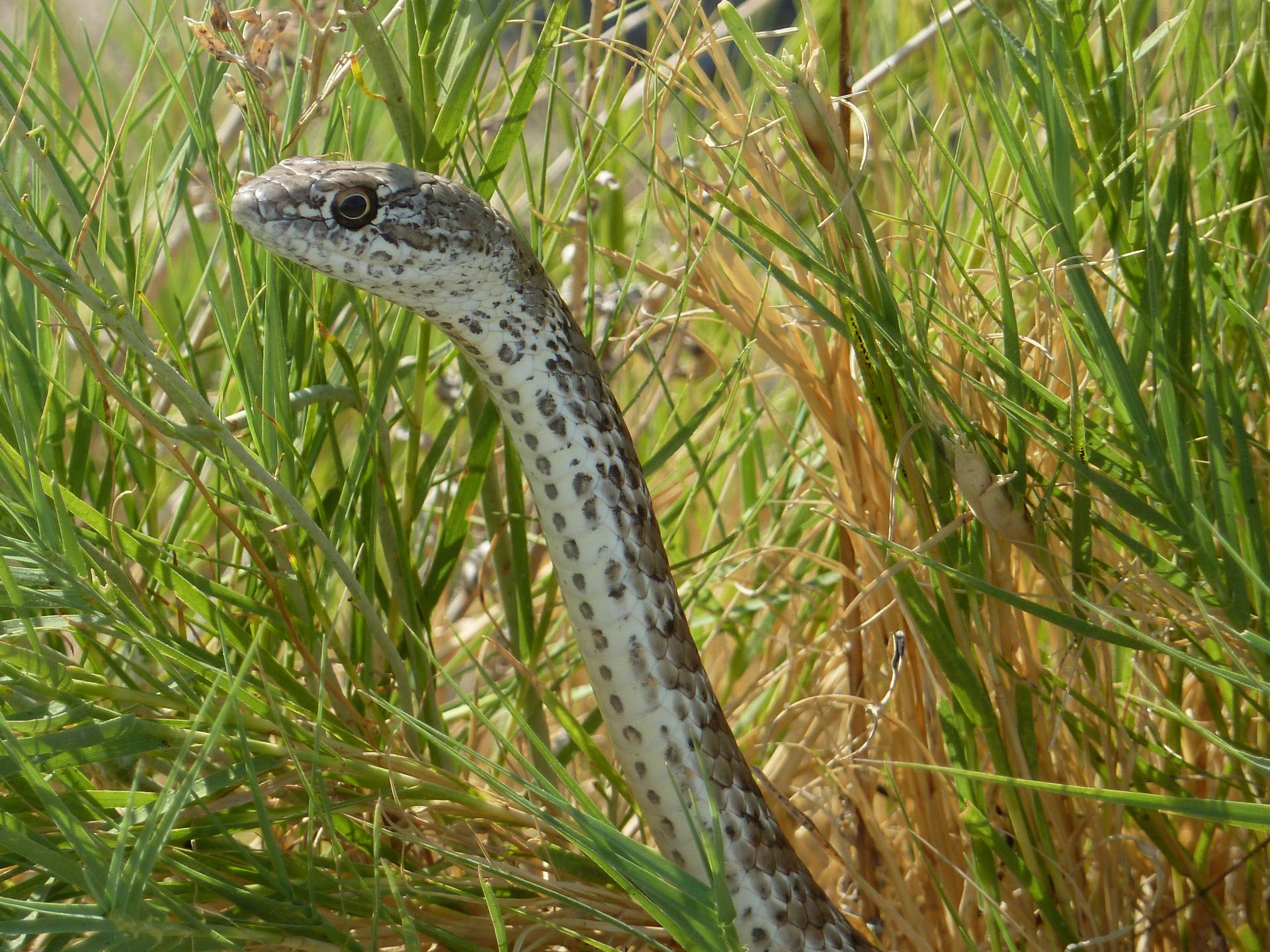 Im20110910pP1030088sm