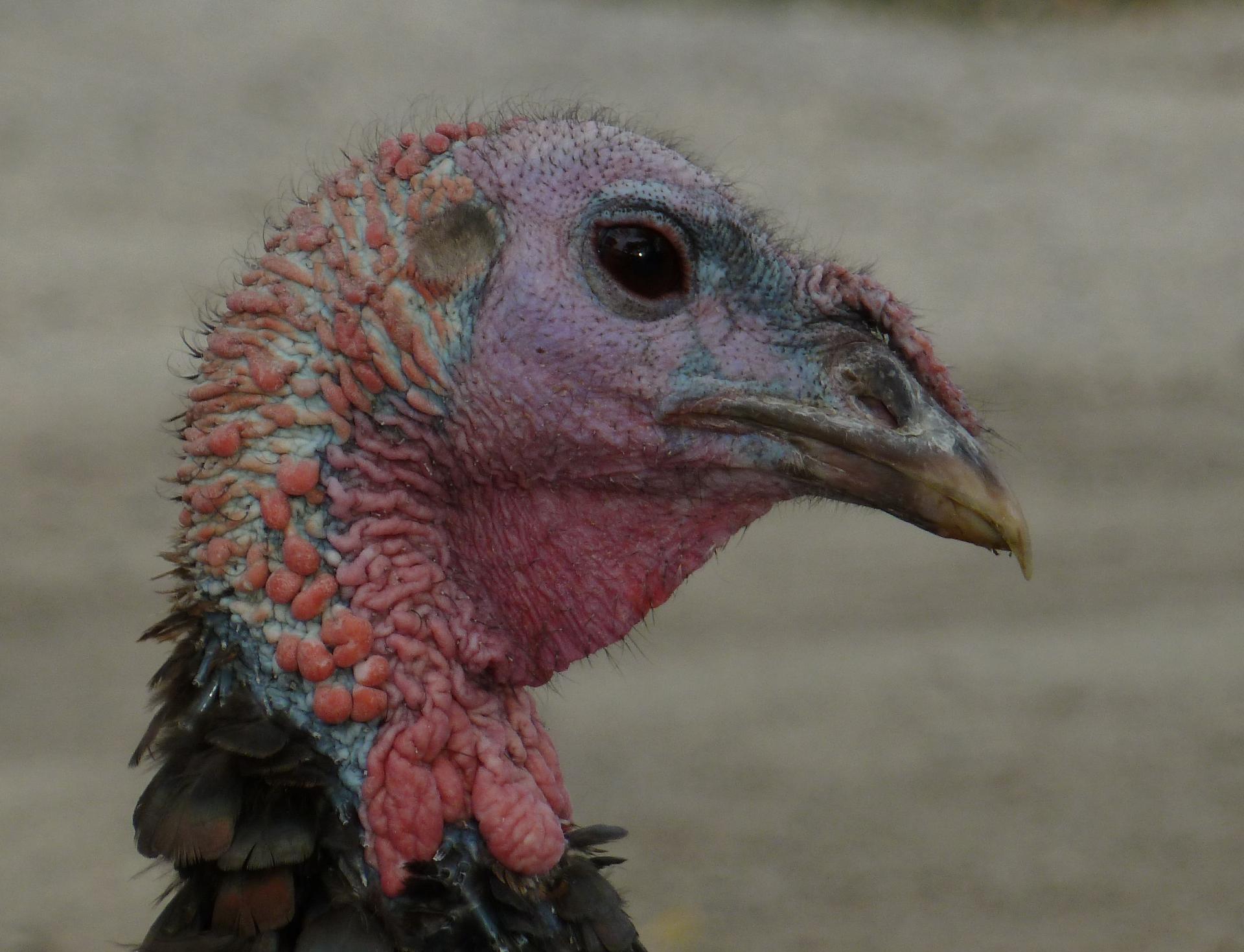 Im20110912pP1030270sm