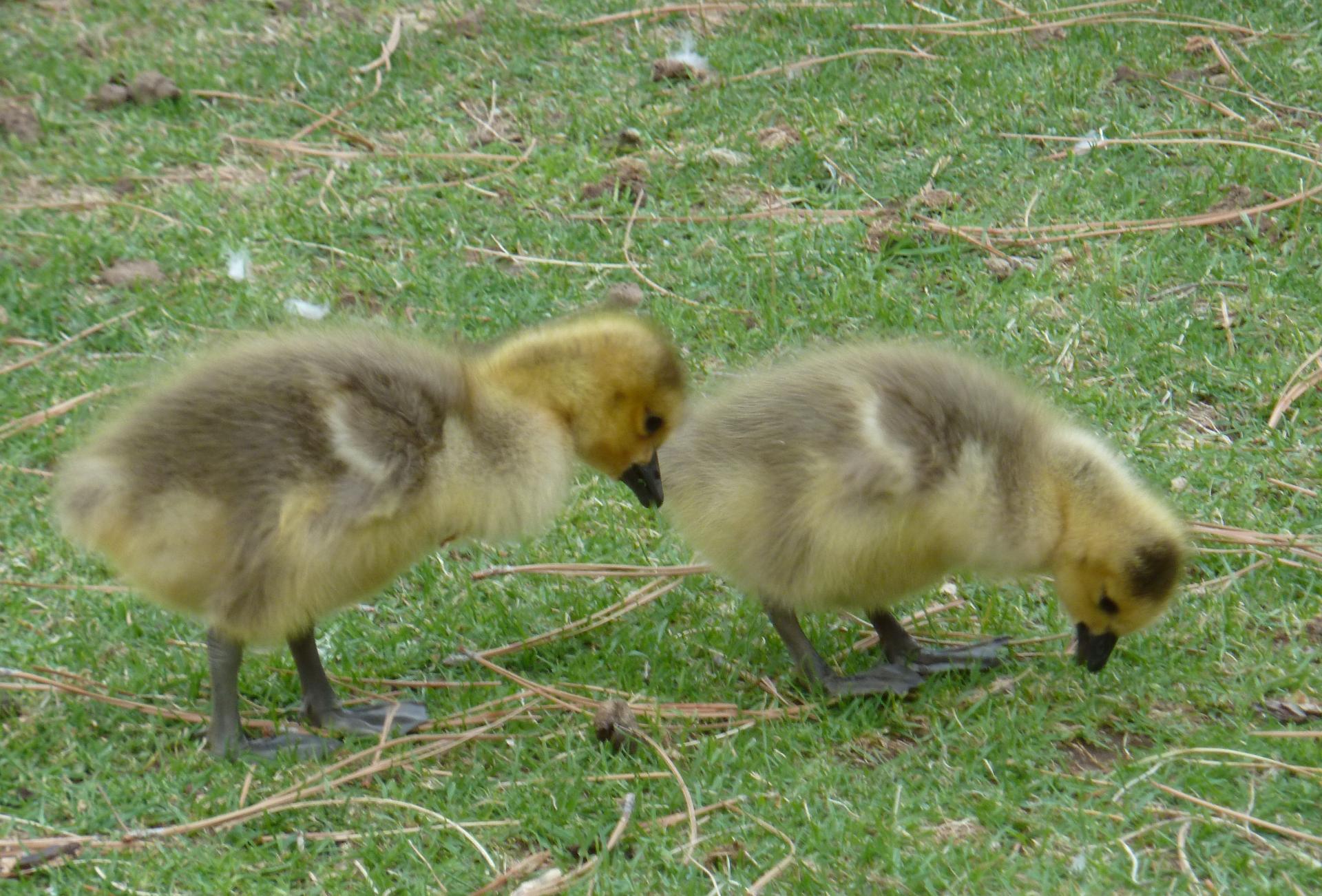 Im20120428pP1060963sm