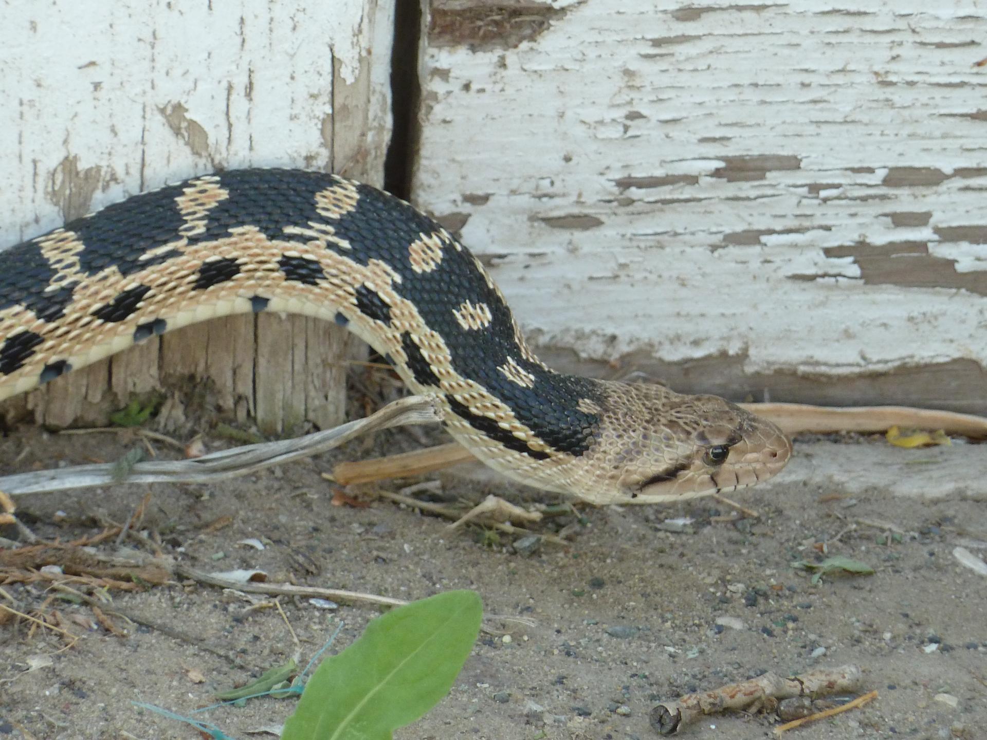 Im20120519pP1070087sm