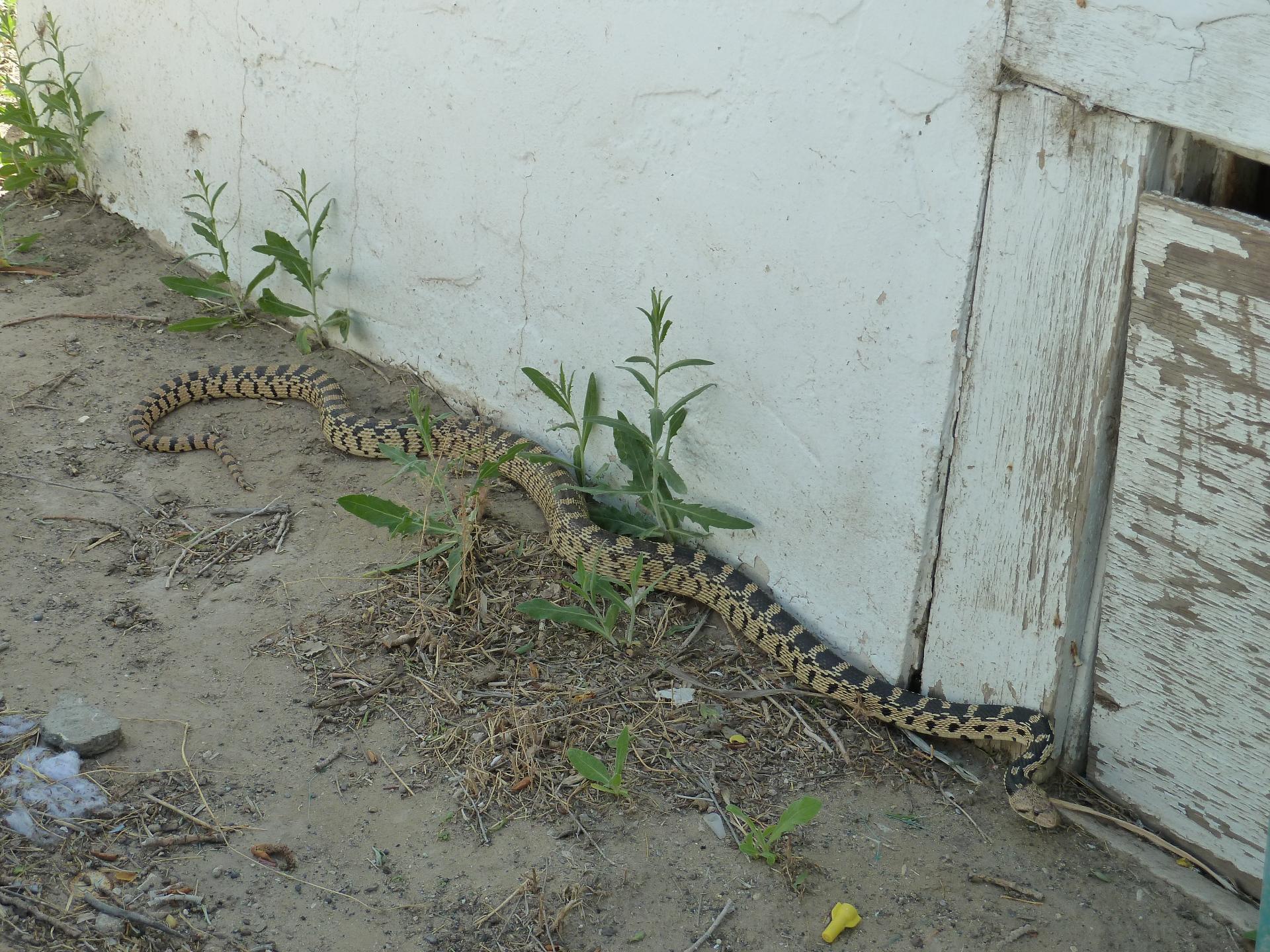 Im20120519pP1070090sm