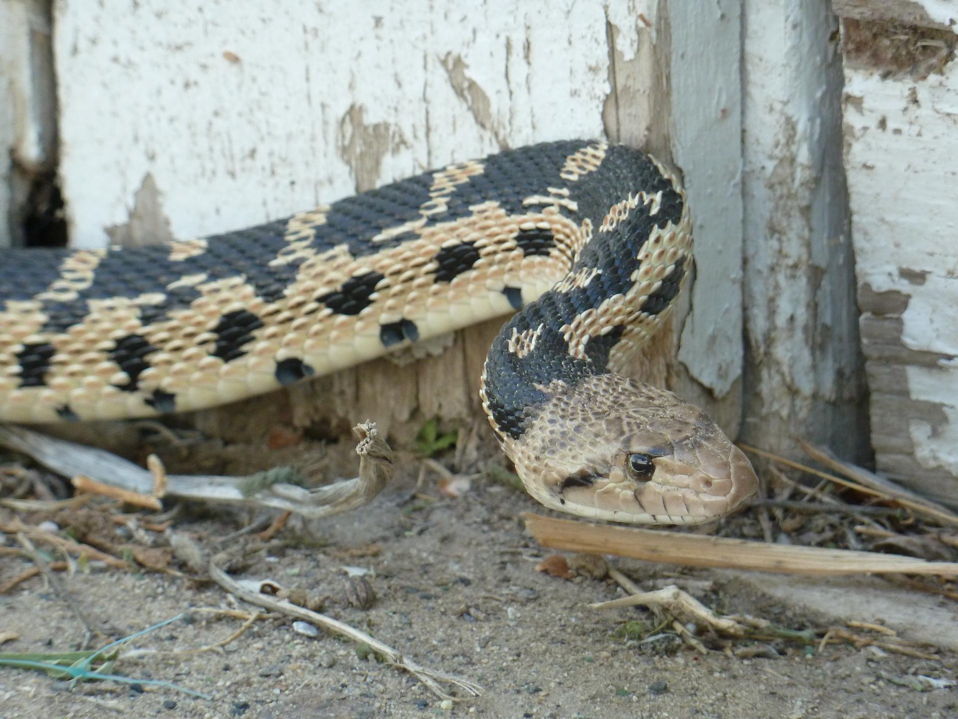 Im20120519pP1070092sm