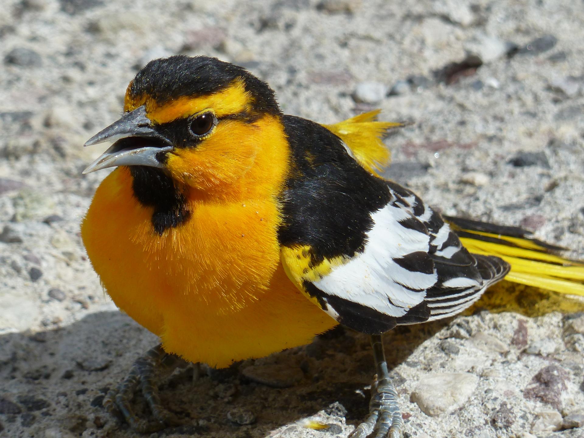 Im20120519pP1070109sm