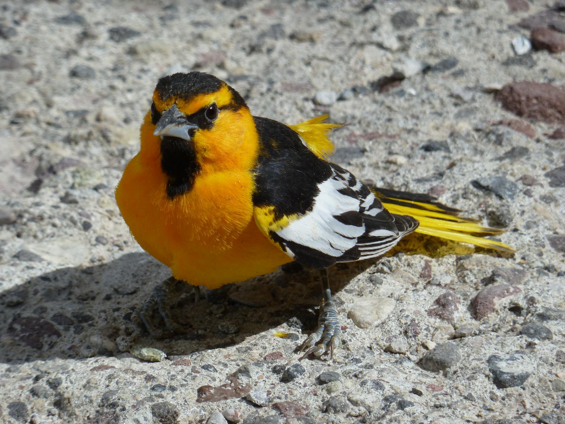 Im20120519pP1070111sm