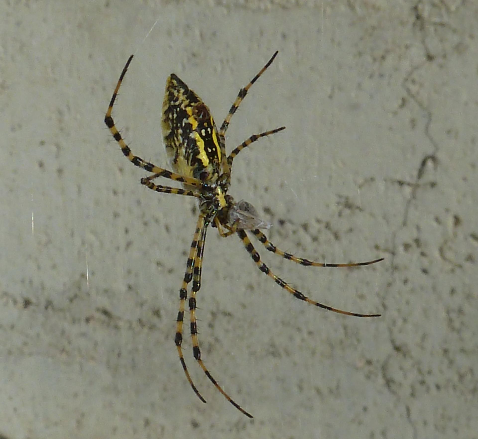 Im20121008pP1080899sm