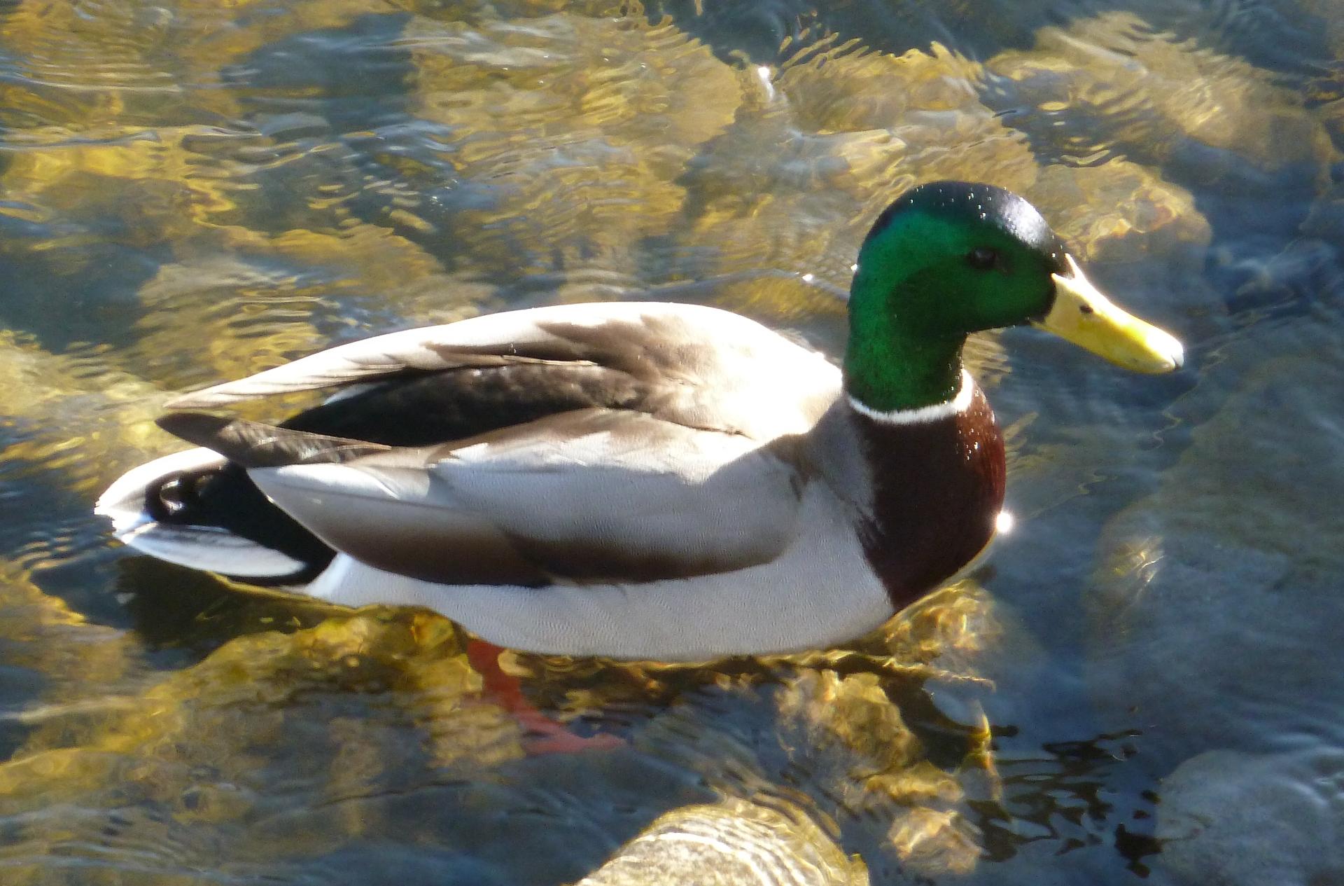 Im20130202pP1120108sm