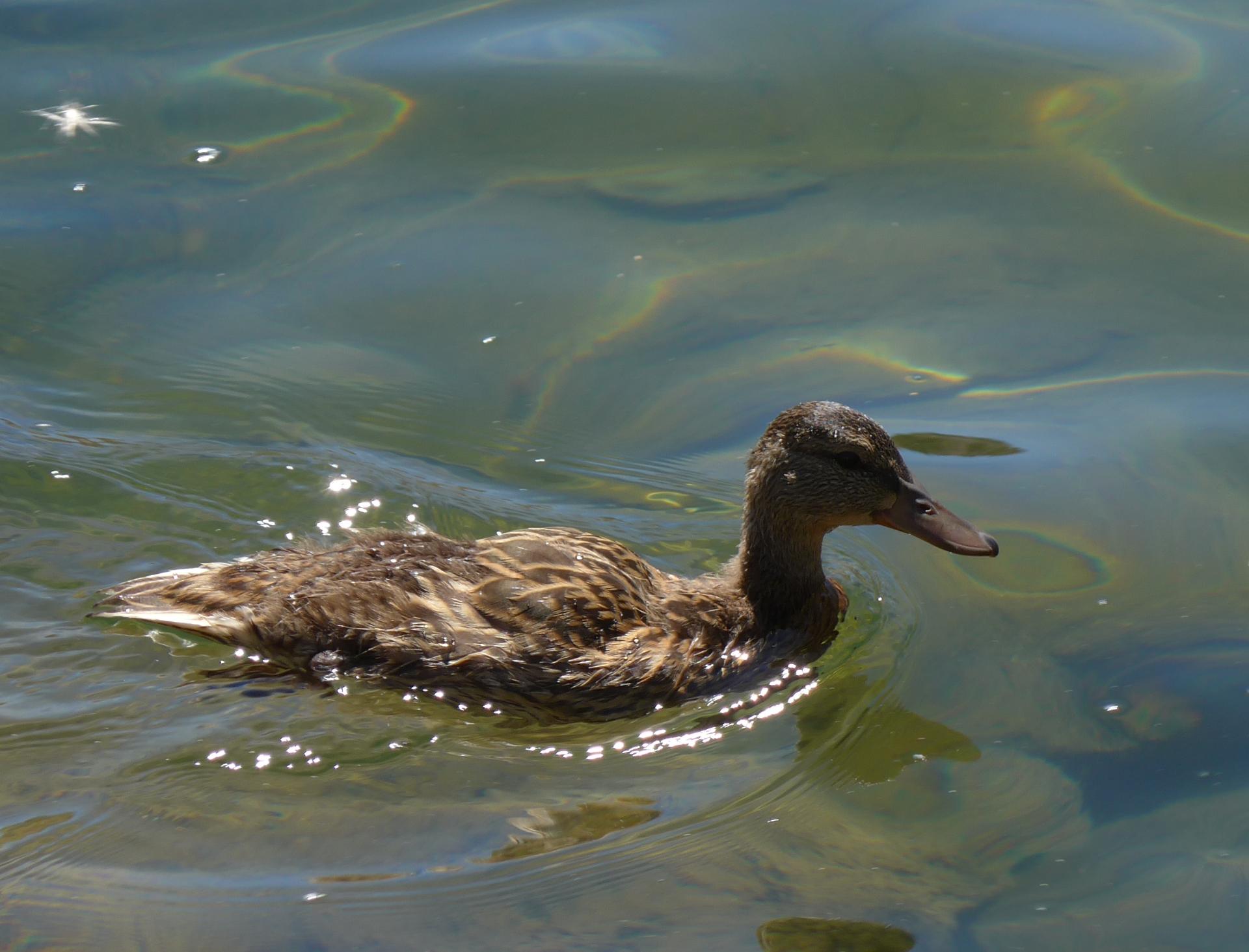 Im20130801cjpP1010152sm