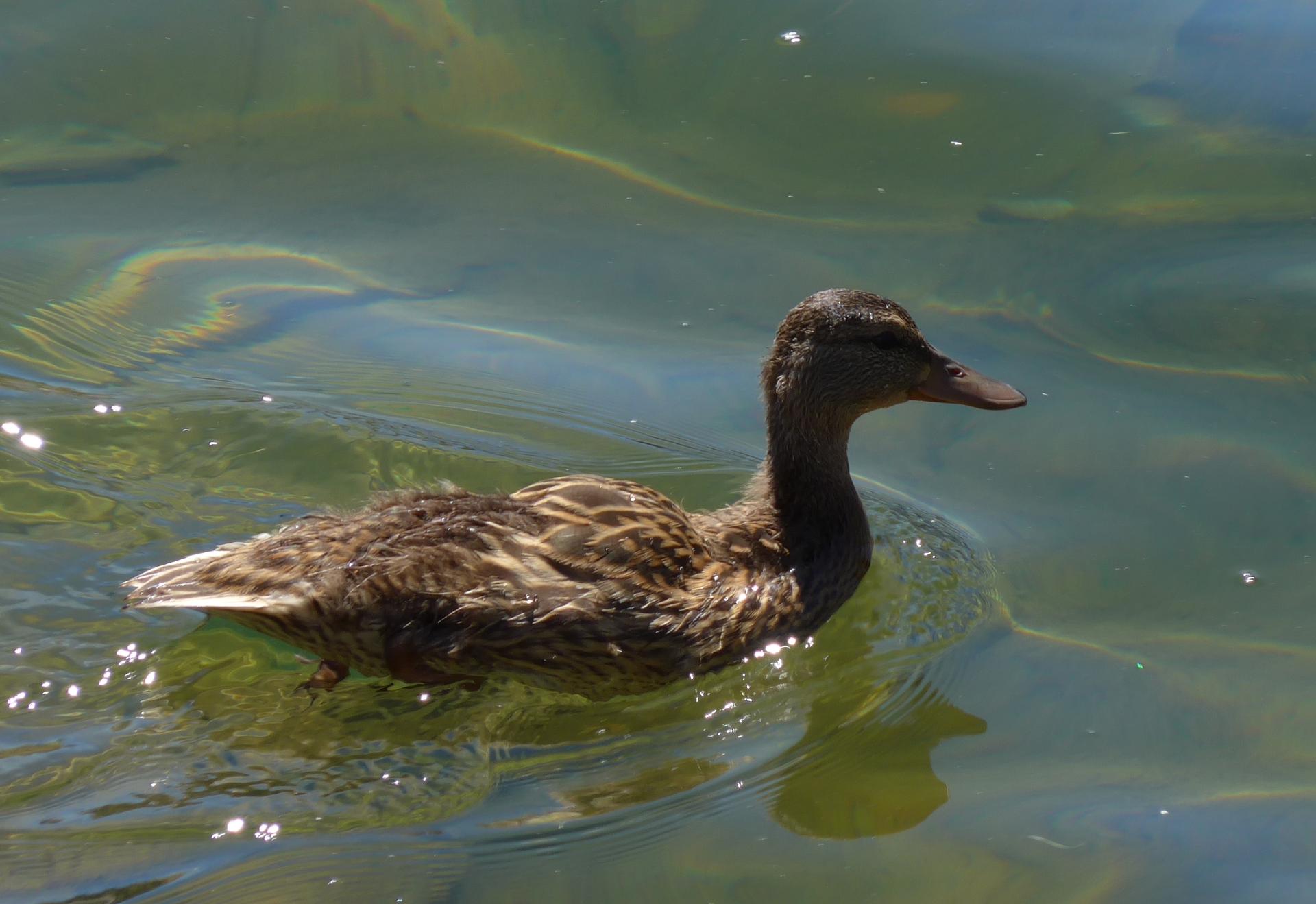 Im20130801cjpP1010153sm