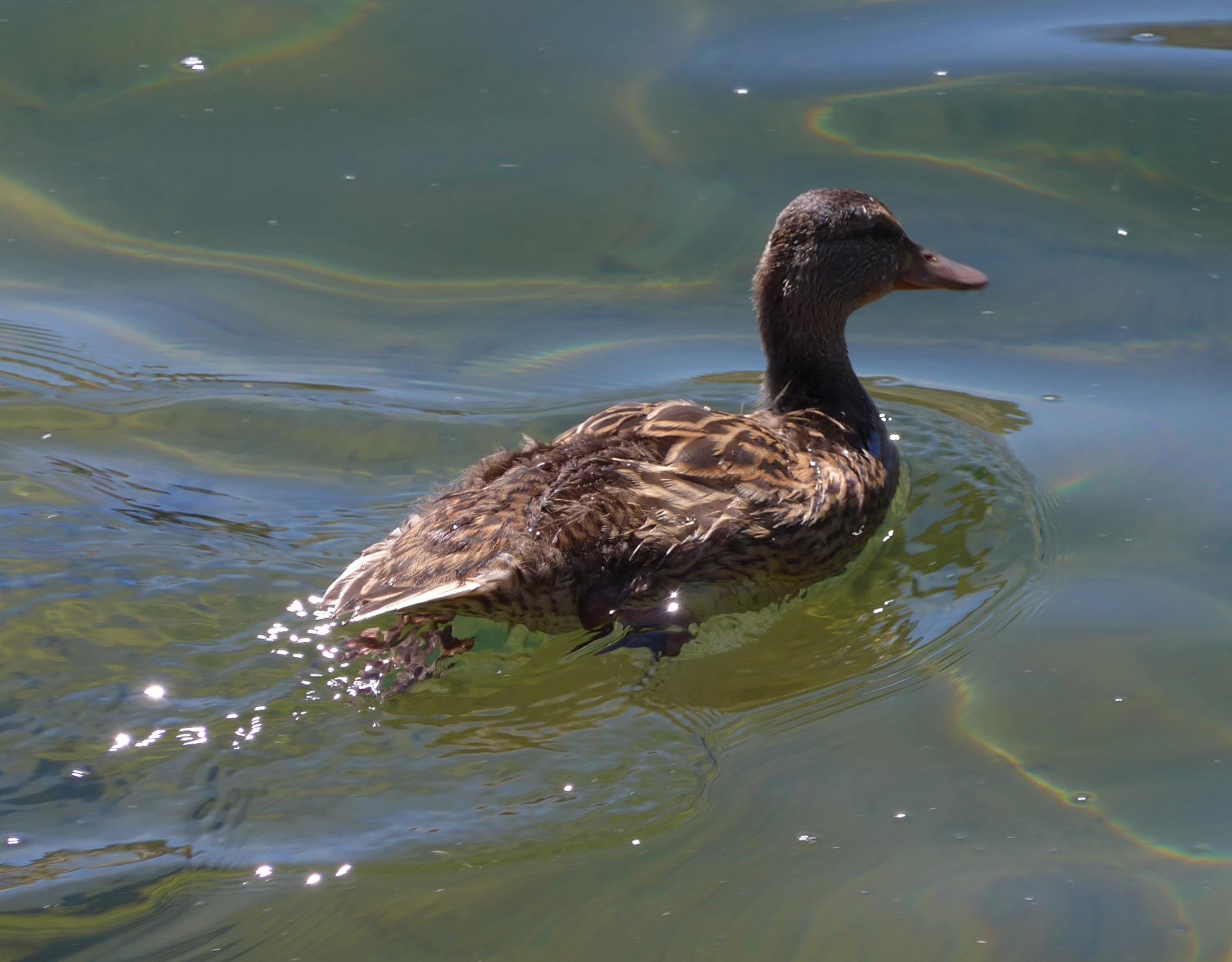 Im20130801cjpP1010154sm