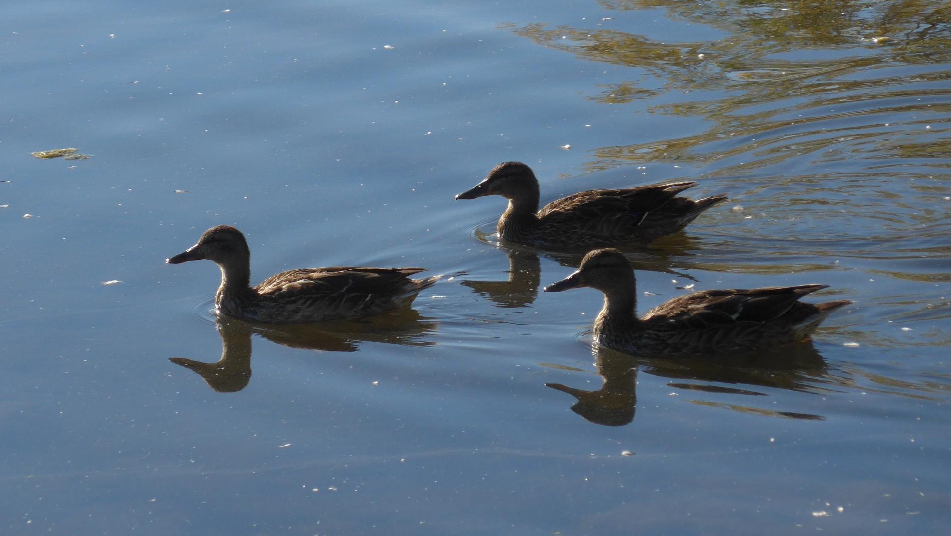 Im20131004pP1010839sm